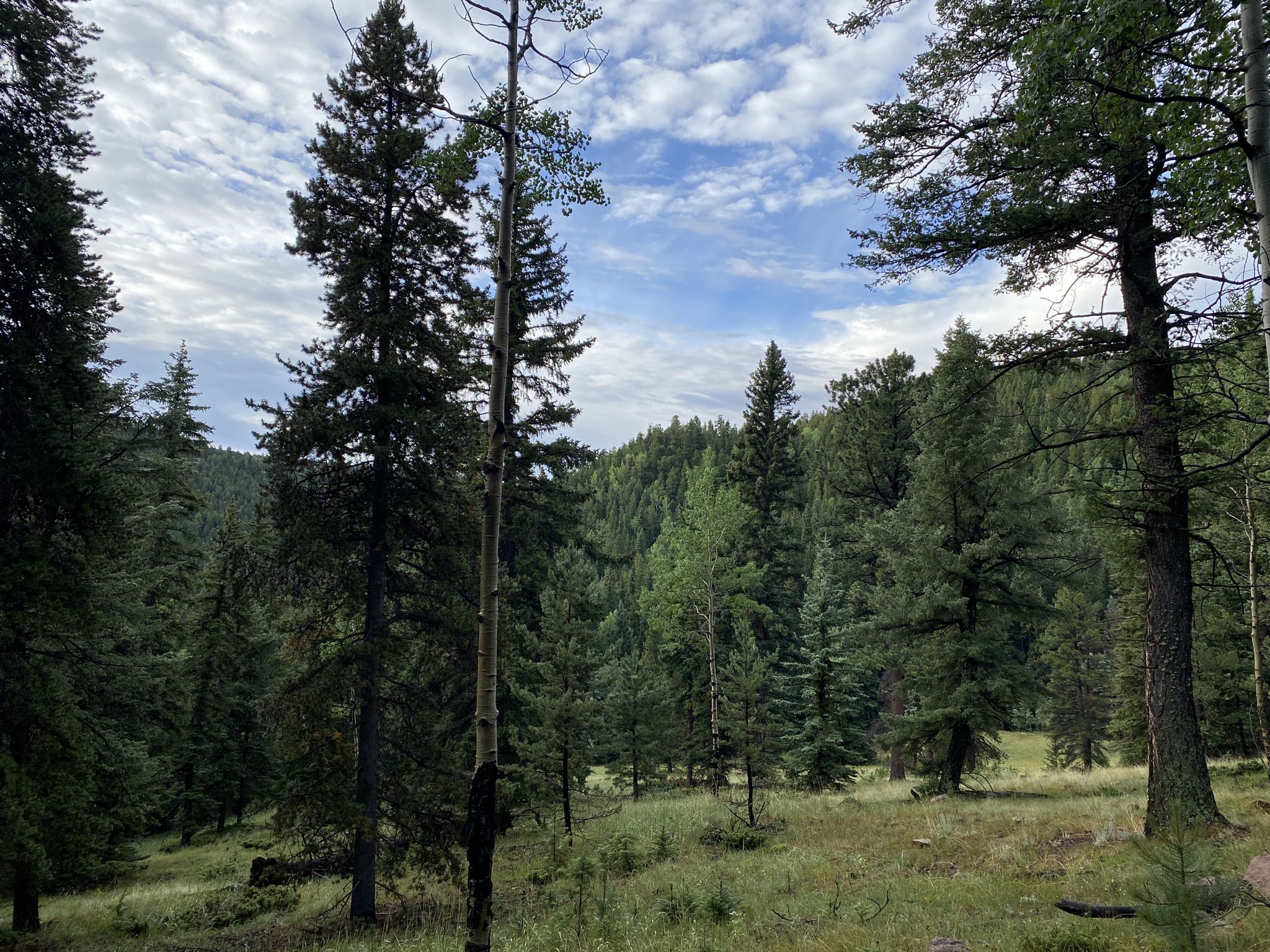Lush green forest with tall pine and aspen trees under a partly cloudy sky. - Old Mill Site – Mason Creek Trail loop from Meadow Lot