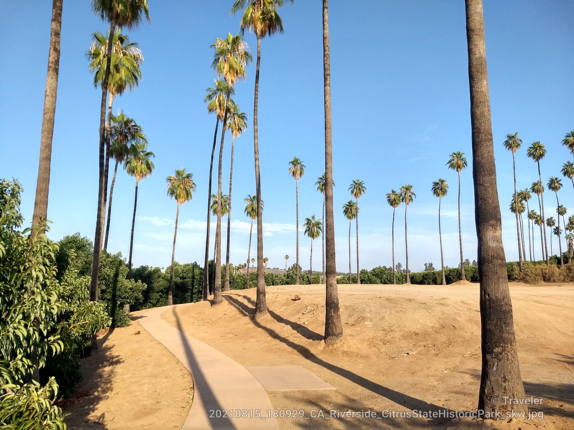 Paved path winding through tall palm trees under a clear blue sky. - Knoll Trail
