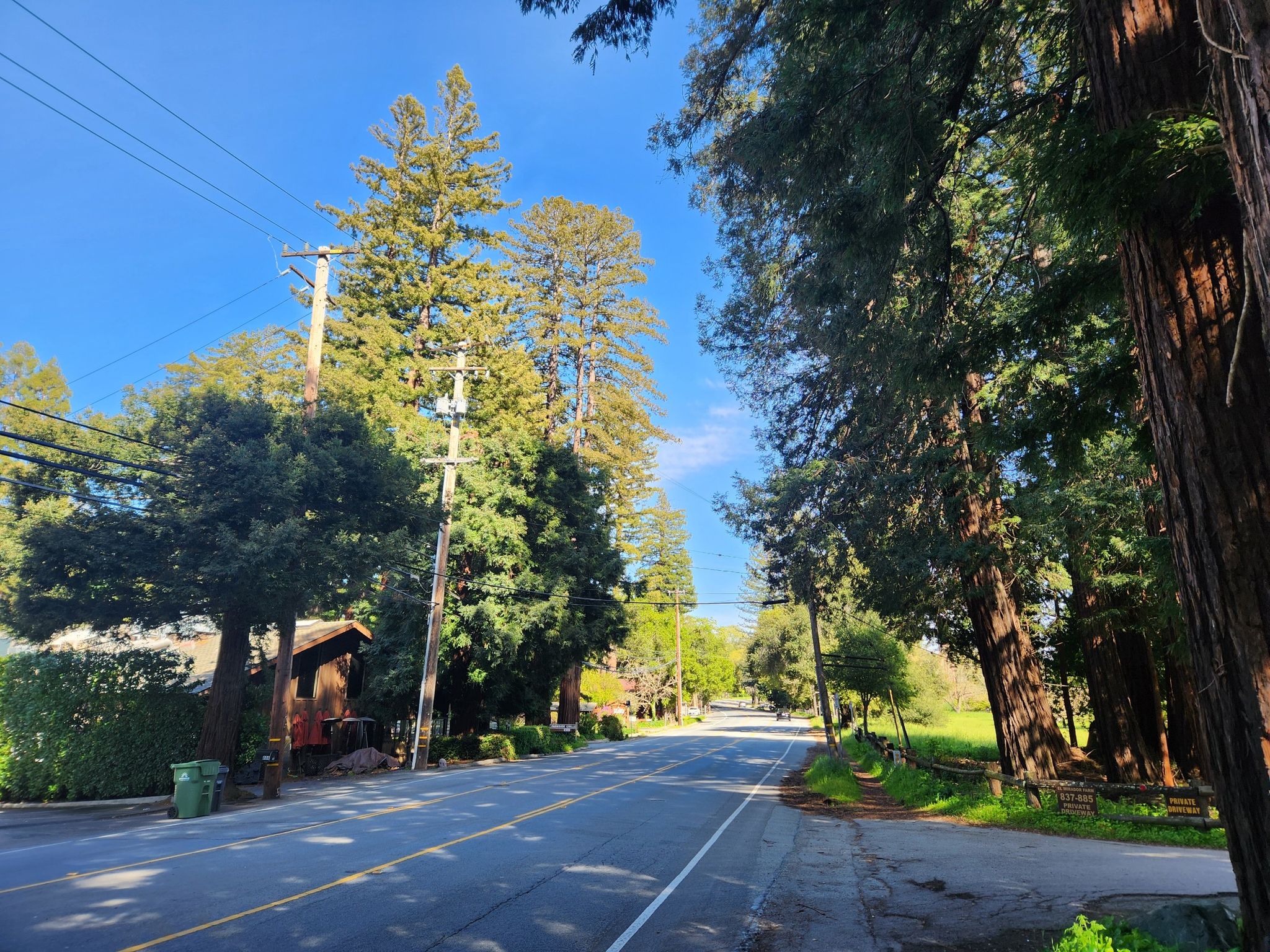 Sunny road lined with tall redwood trees and utility poles. - Junipero Serra Boulevard – Portola Valley loop from Portola Valley
