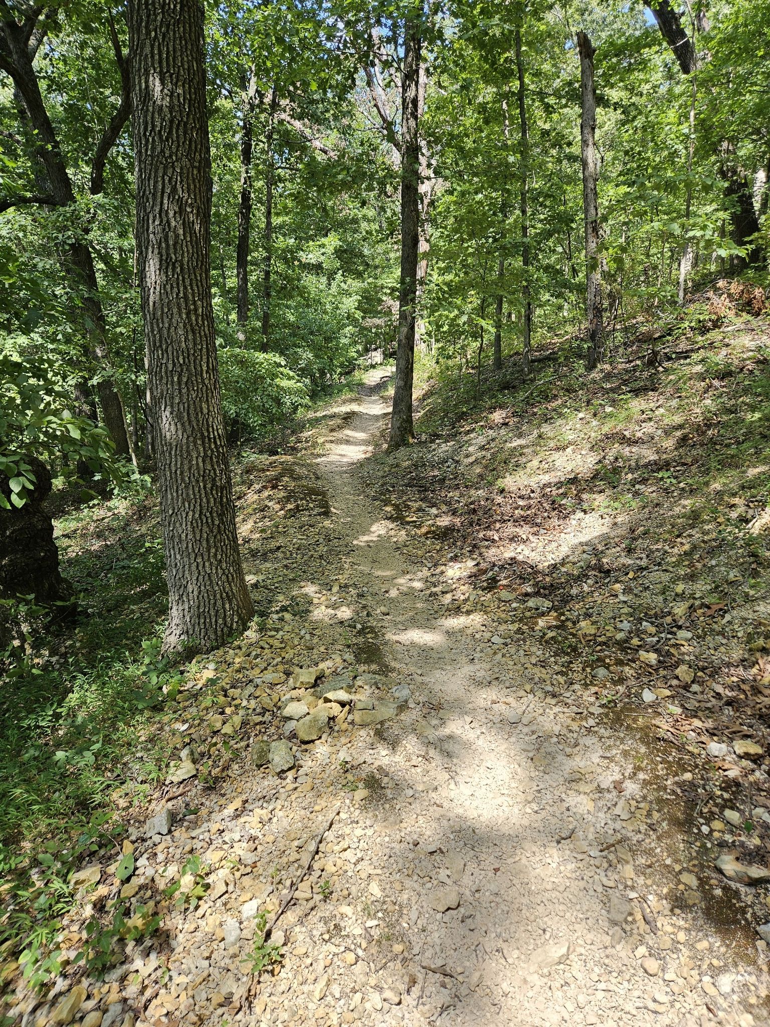 A sun-dappled dirt path winding uphill through a green forest. - Wonderland Trails RV Hub – Down Under Trail loop from Blowing Springs Park