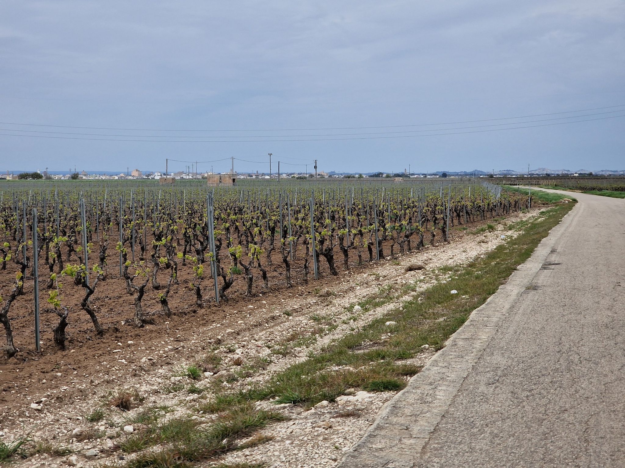 Weinstock ohne Ende. Alles flach..