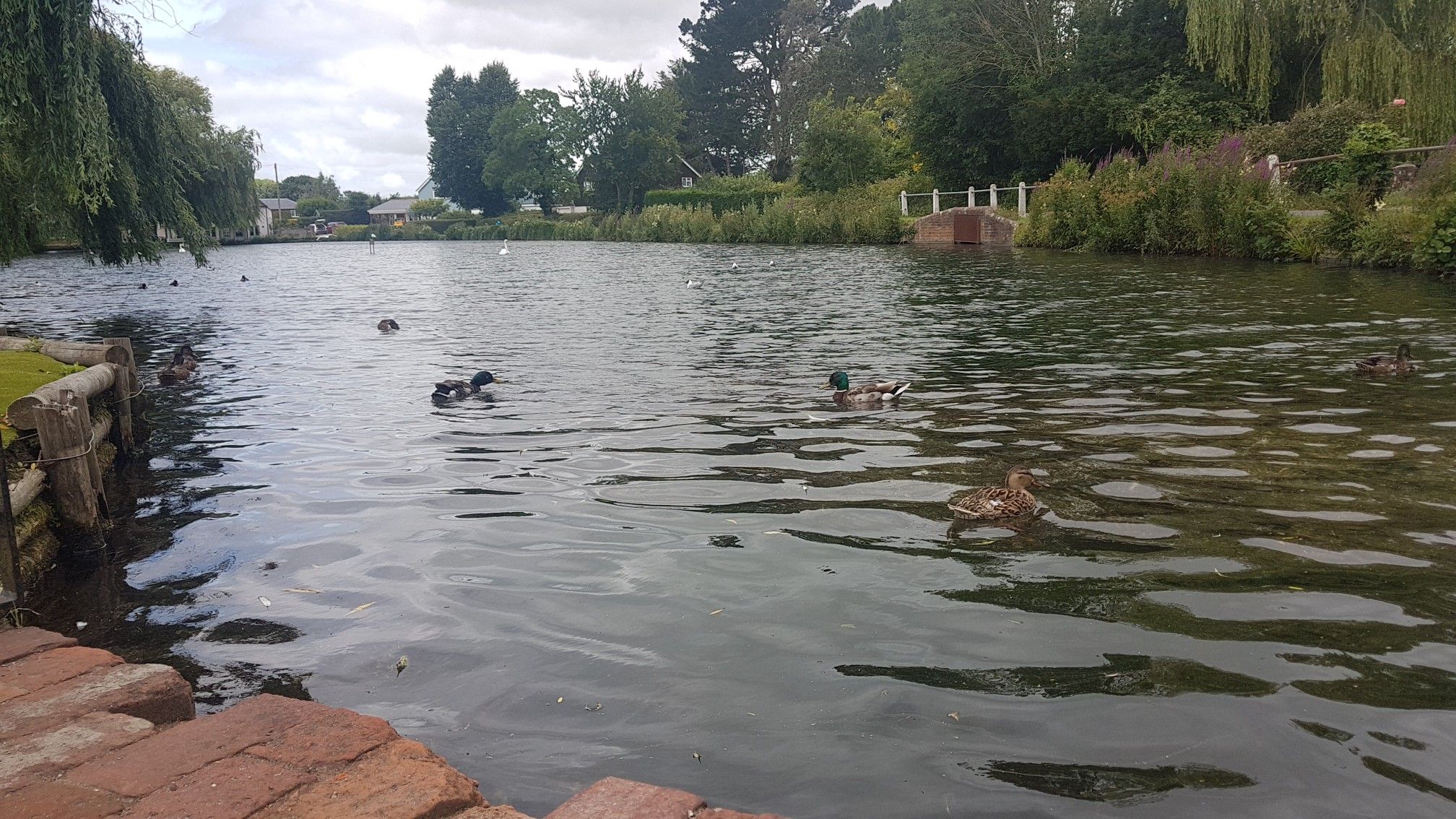 duckling pond