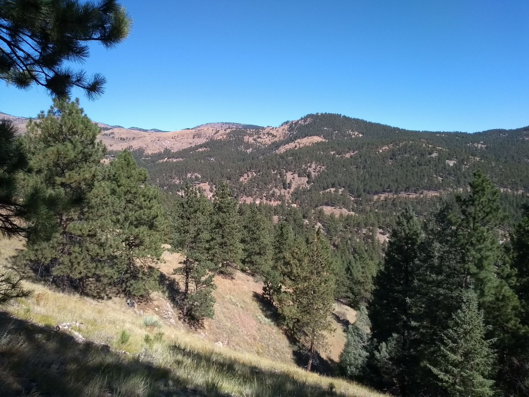 Sunny mountain view with dense pine forest on slopes and clear blue sky. - Canyon and Benjamin Loops Trail