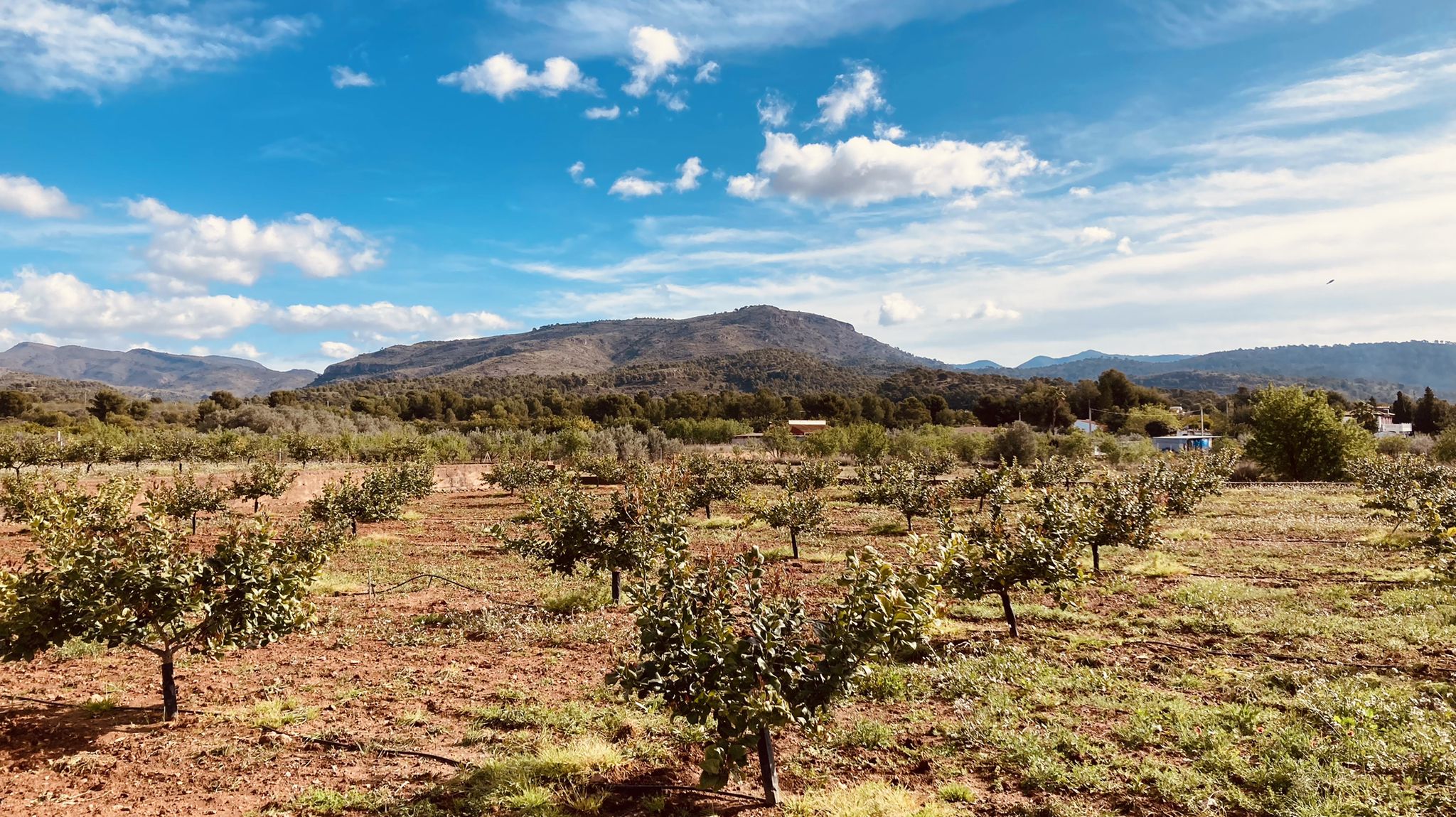 Pla dels Calbets