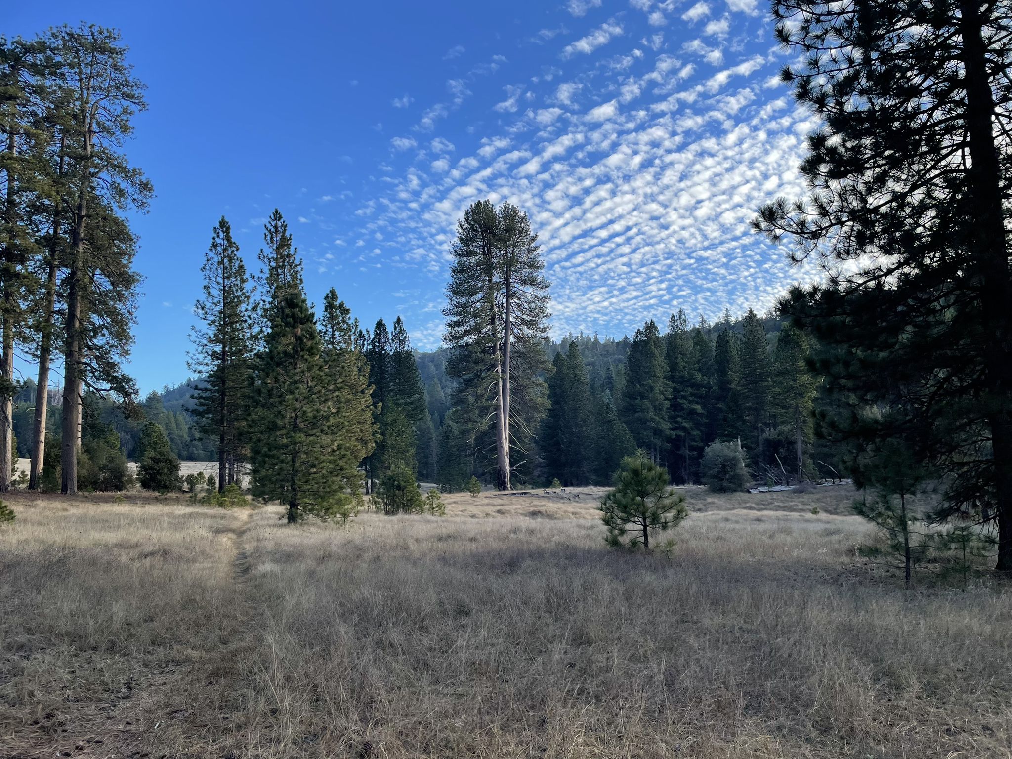 Sunny forest clearing with tall pine trees and dry grass under a patterned sky. - Doane and French Valley Loop – Palomar Mountain State Park