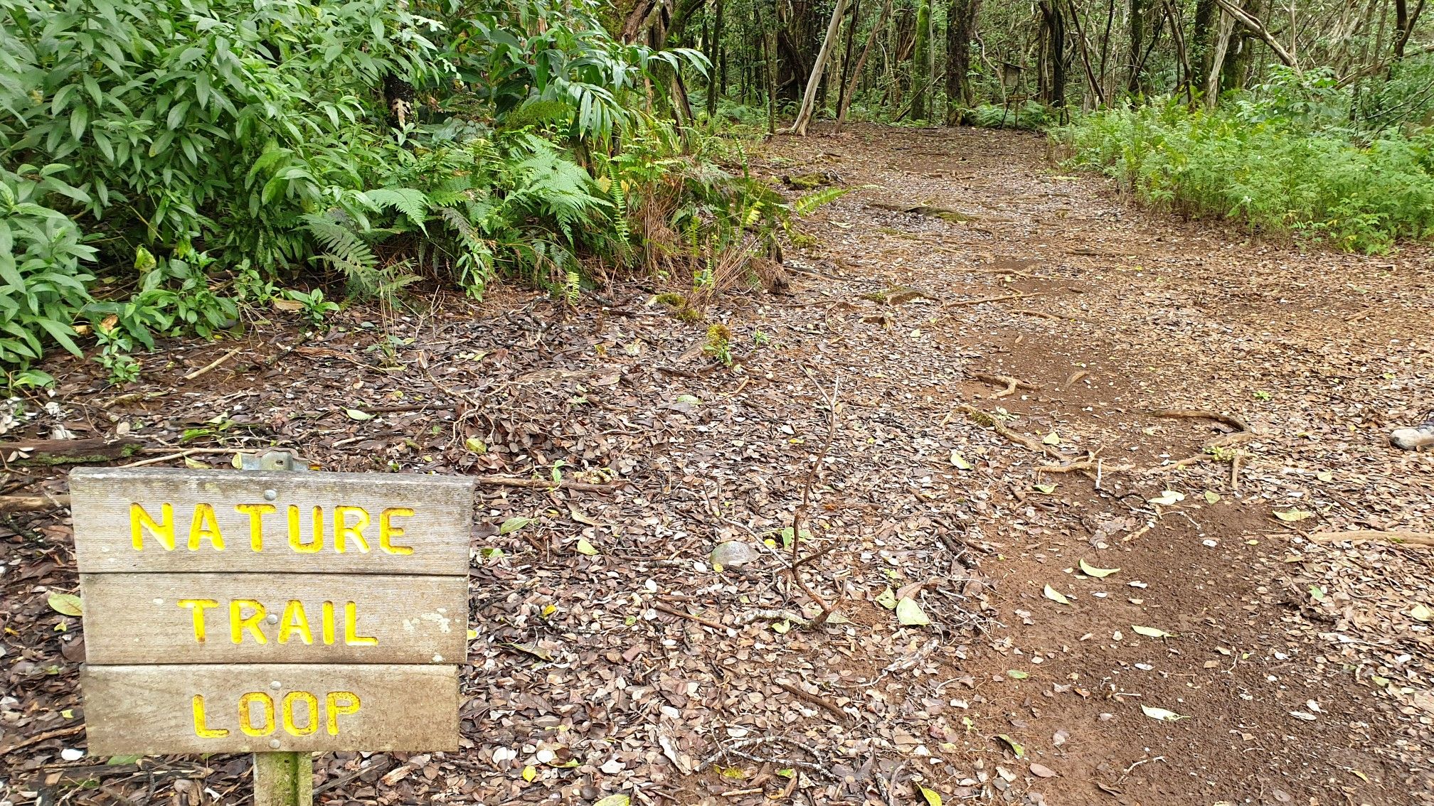 A wooden "NATURE TRAIL LOOP" sign next to a dirt path. - Kalōpā Nature Trail loop
