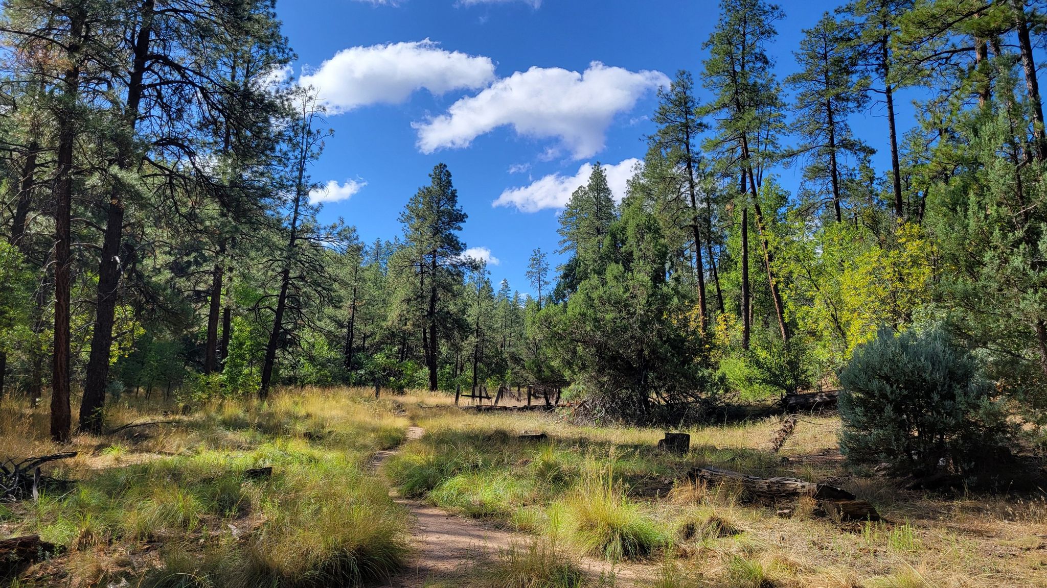 Dirt path through a sunlit pine forest with blue sky and white clouds. - Javelina Trail #332
