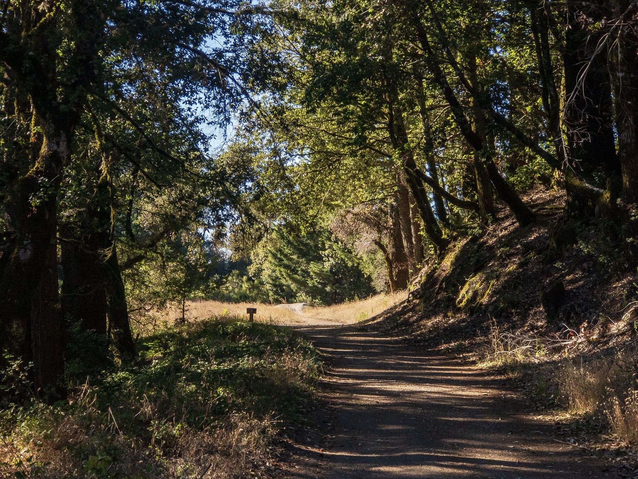 A wide dirt path through a sunlit forest, leading to a clearing. - Tafoni, Fir, and Methuselah Trail Loop