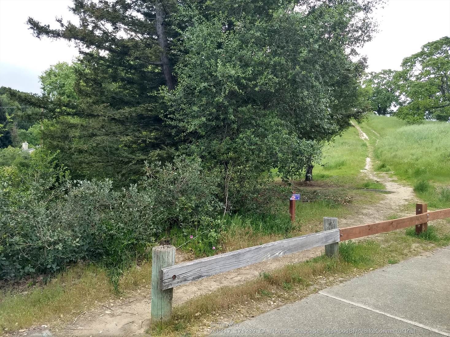A dirt path leads up a grassy hill next to dense green trees. - Running loop from Novato Creek