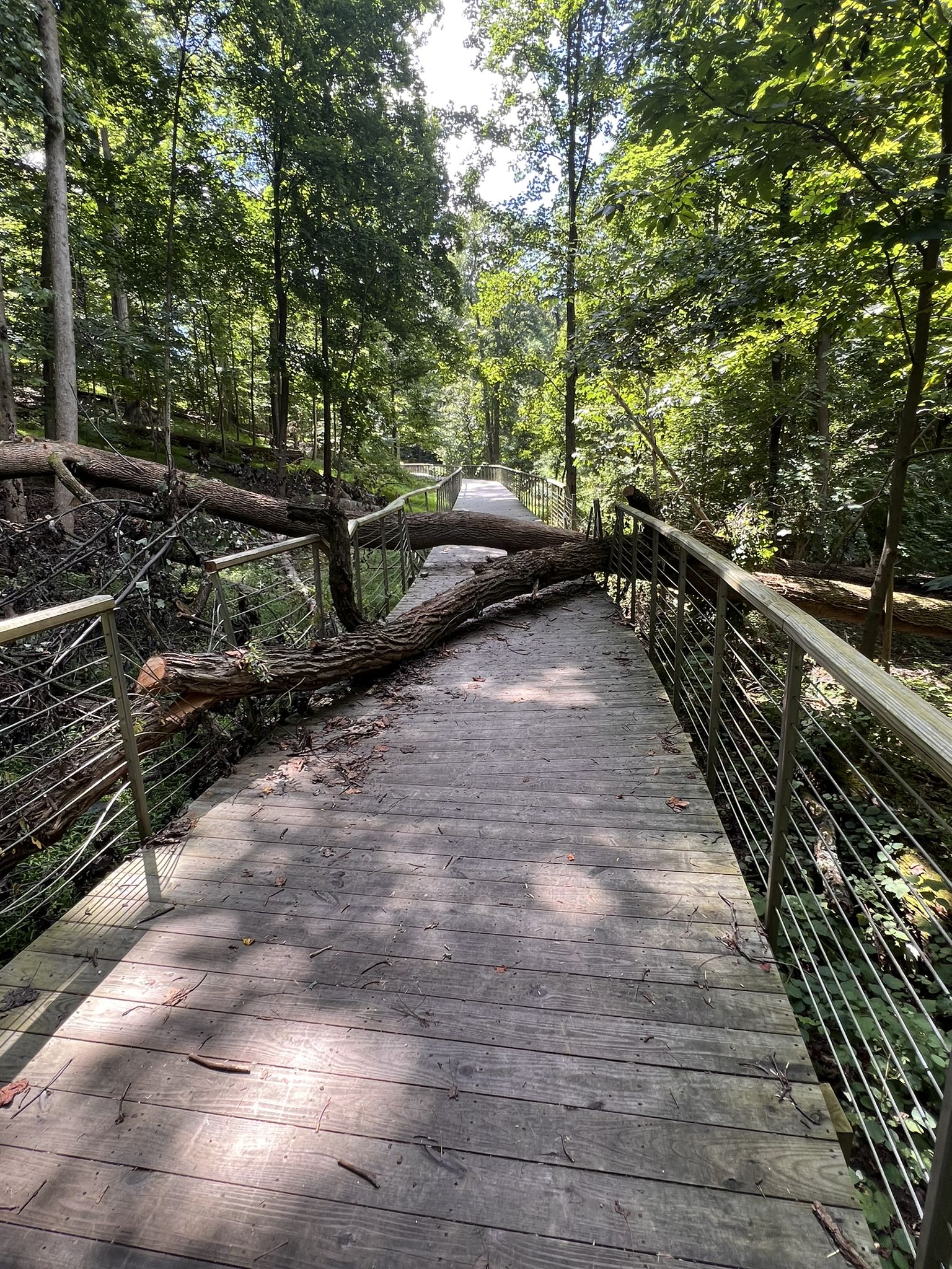 Wooden boardwalk blocked by a large fallen tree in a sun-dappled forest. - Lake Roland loop