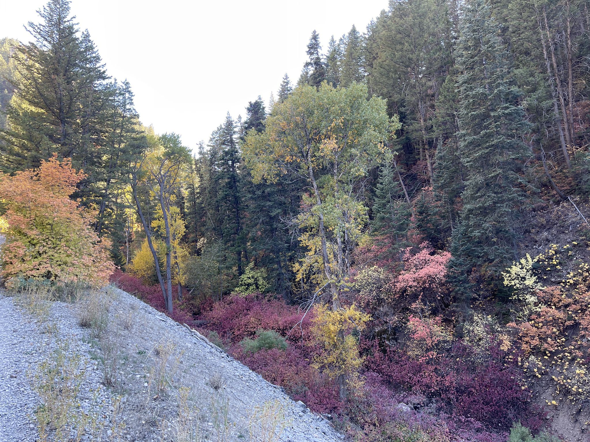 Forest hillside with vibrant autumn foliage and tall evergreen trees under bright light. - Wheeler Creek Trail Loop