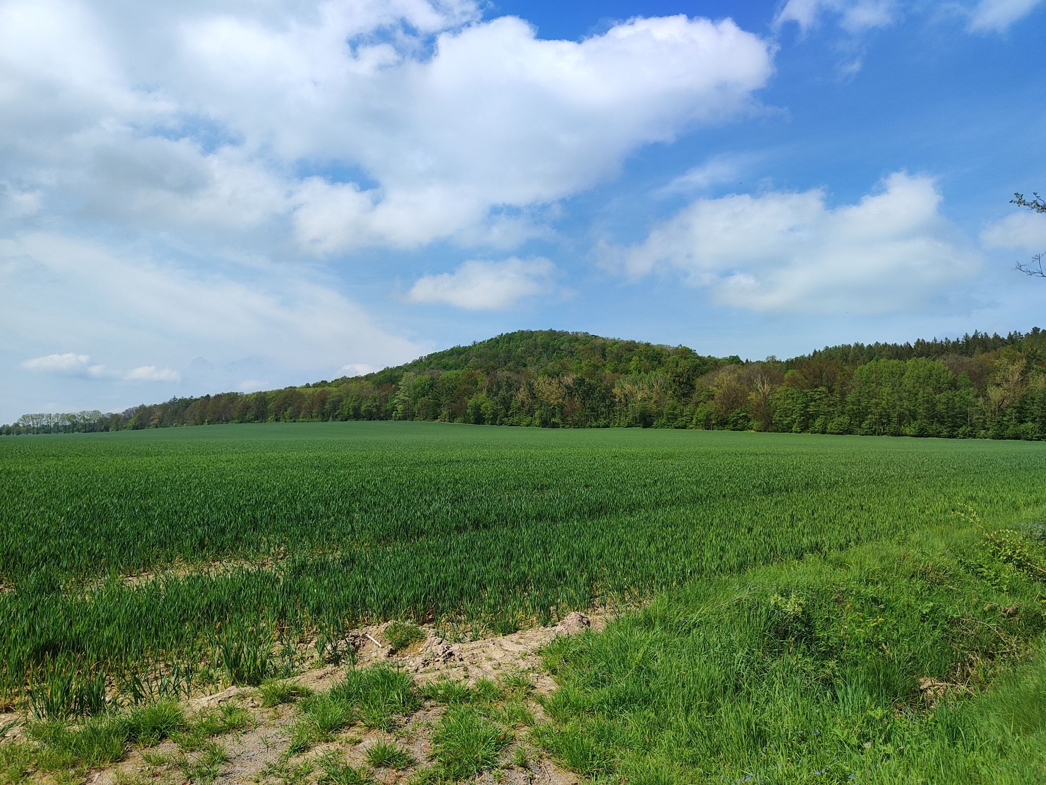 Blick auf den Wilisch