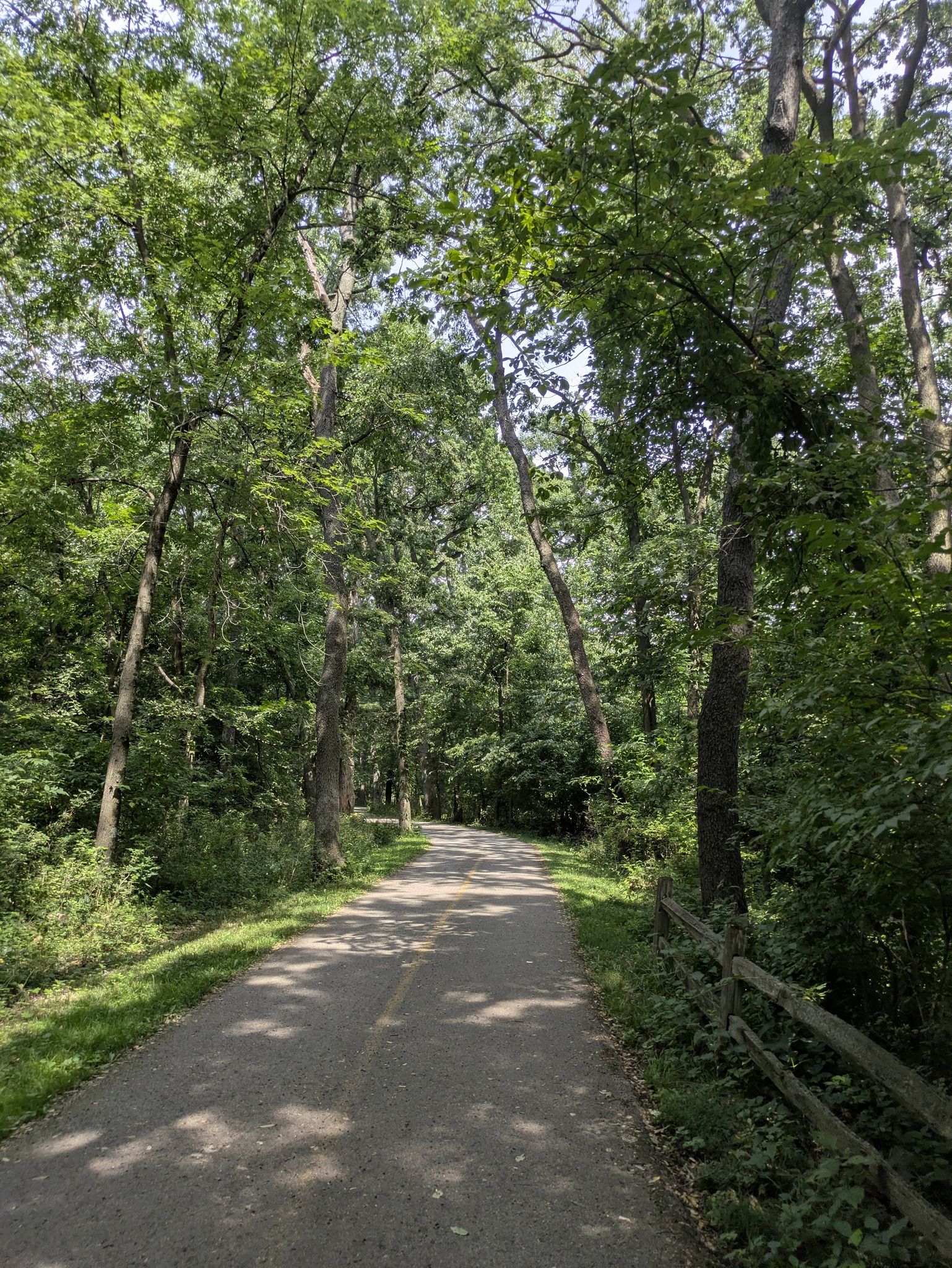 Paved path winding through a dense forest of tall green trees, dappled sunlight. - La Grange Park Woods – Salt Creek loop from La Grange