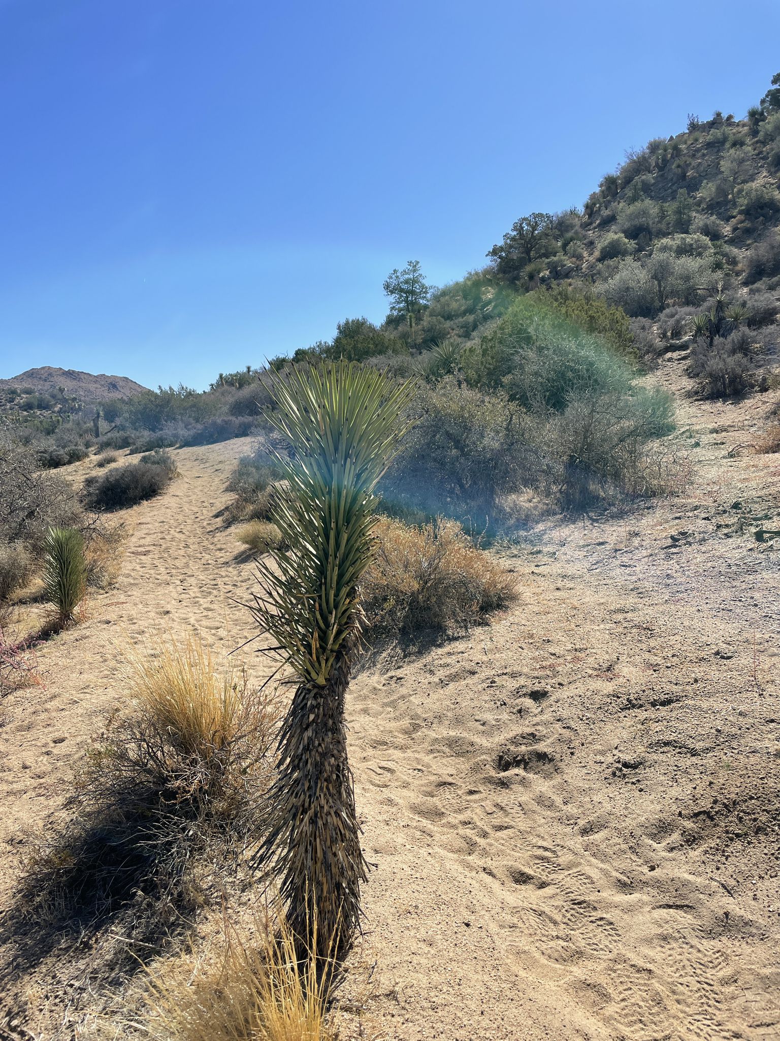 A young yucca plant on a sandy slope with a trail and sunny hills. - Running loop from Black Rock Backcountry Registration Board