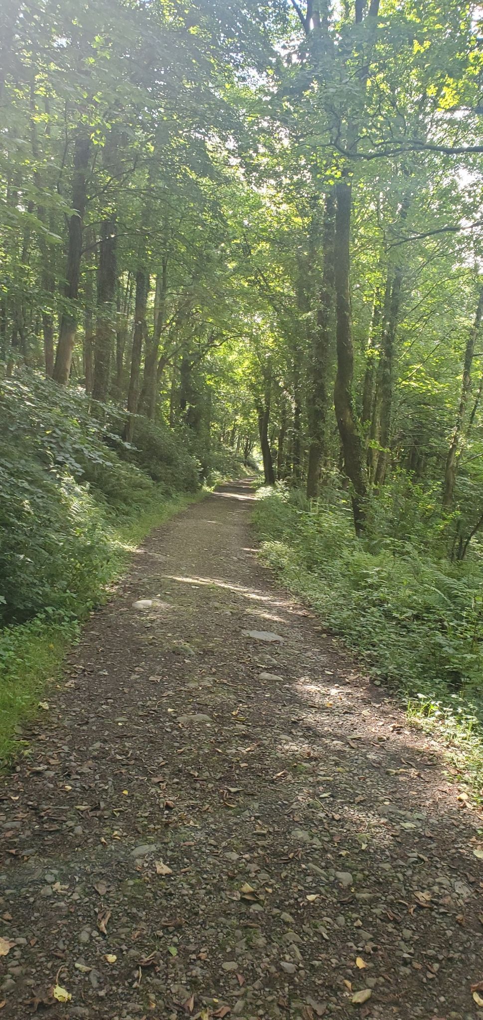 spooky forest Dunragit