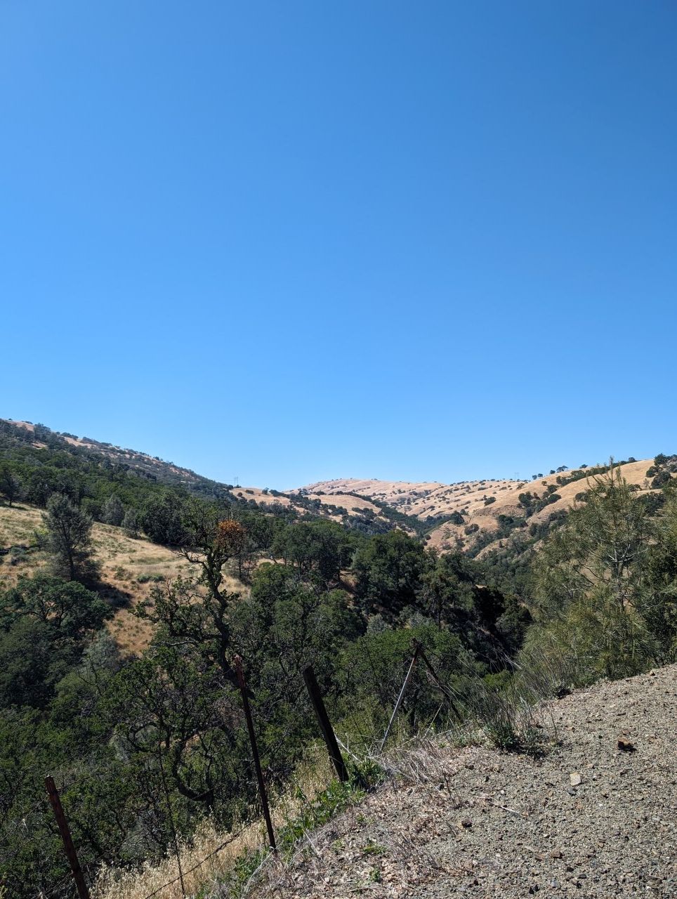 Sunny view of dry, rolling hills and green trees under a clear blue sky. - Livermore Century Ride