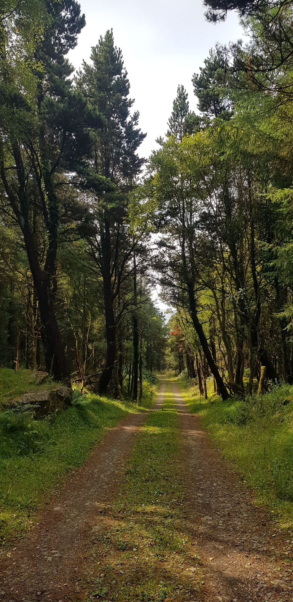 Natural Old Growth Forest