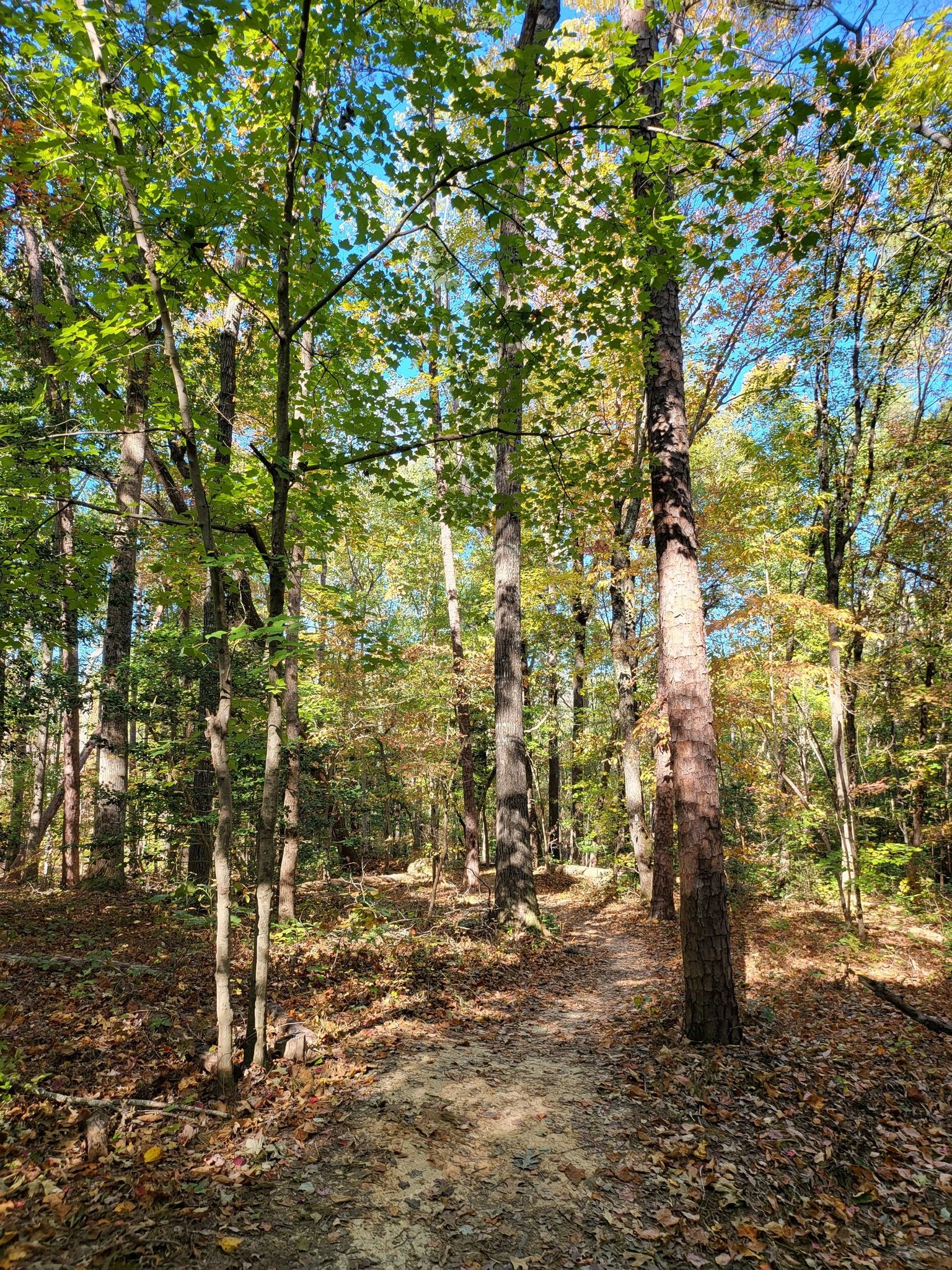 Sunlit dirt path winding through a forest with green and yellow trees. - Lick Mountain – Dennis Mountain Trail loop from Buzzard Mountain