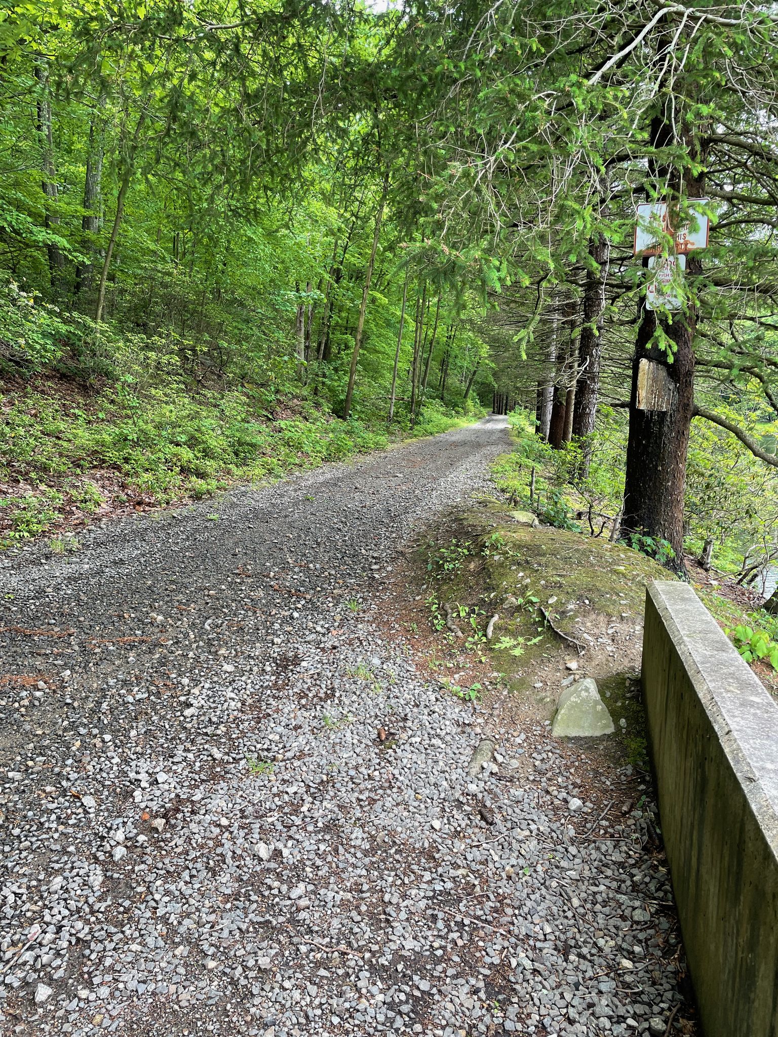 A gravel road winding through a dense green forest on a bright day. - Old Turnpike Trail (Gravel) – Cheesecote Mountain loop from Thiells