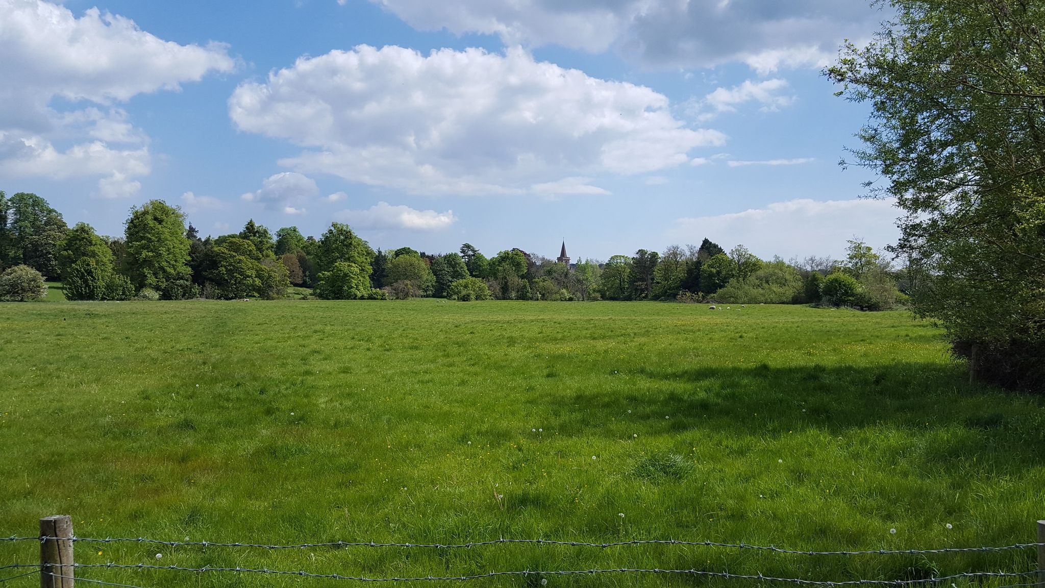 More meadows