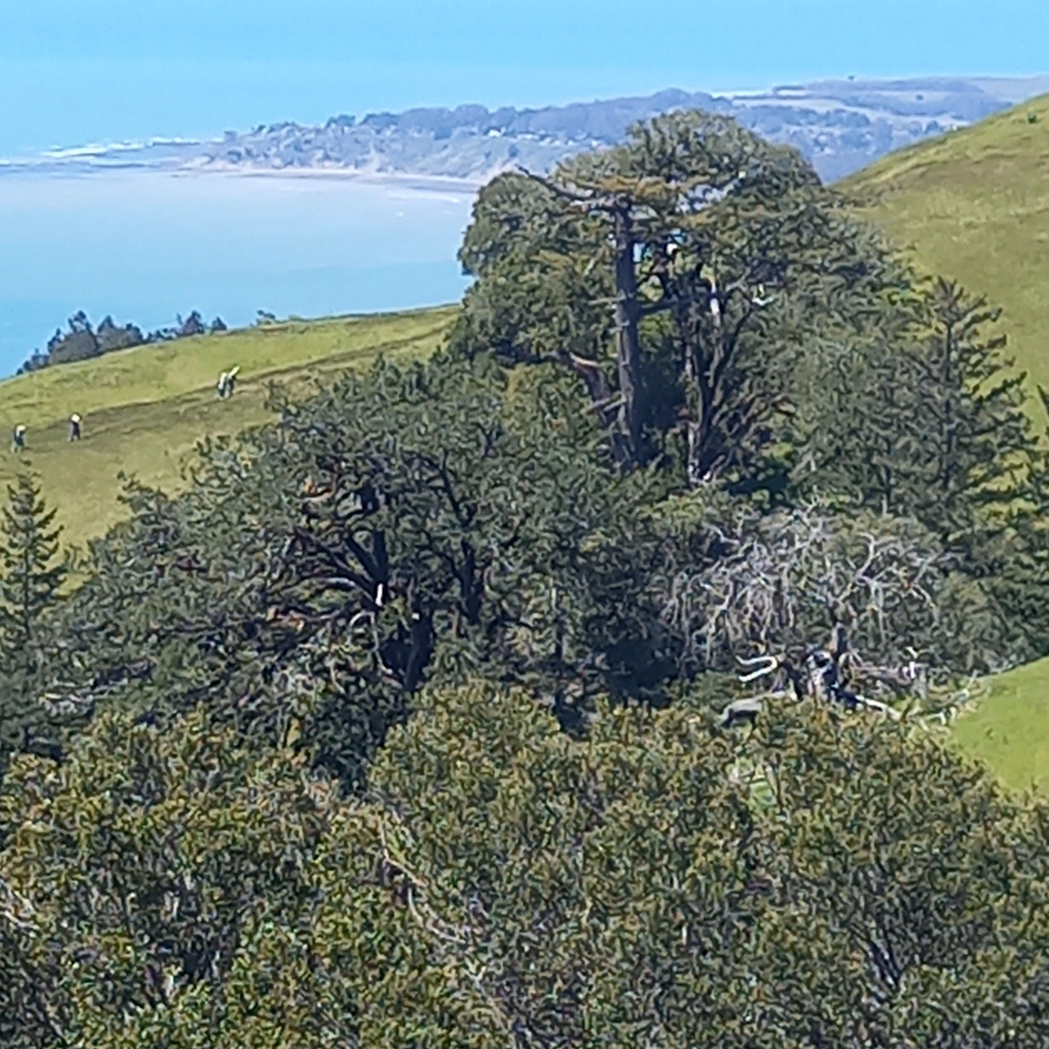Green hills with scattered trees overlooking a distant ocean on a sunny day. - Pan Toll Road via Panoramic Highway