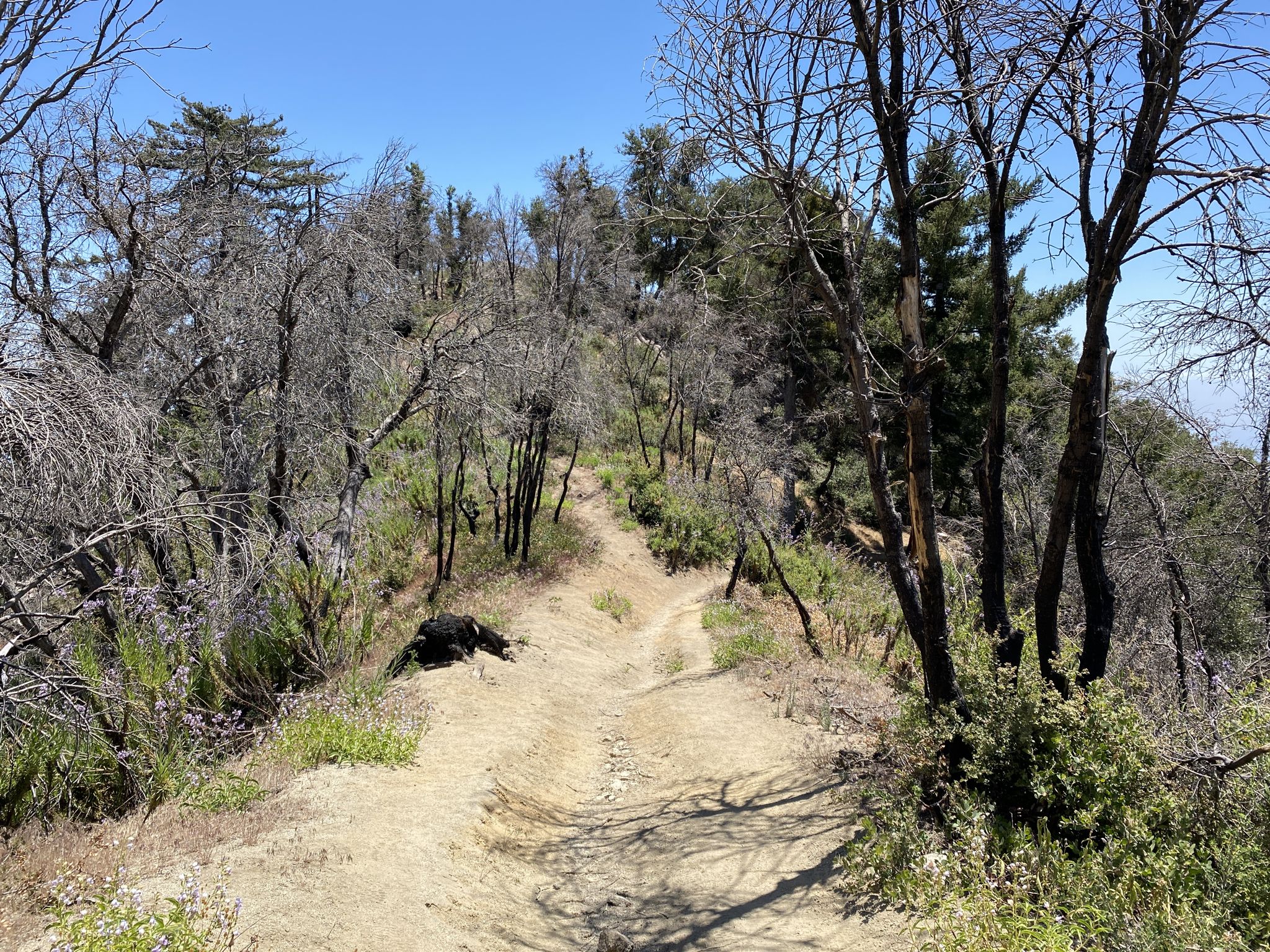 A dirt path winds through a forest with many bare trees under a bright sky. - Mount Wilson Toll Road