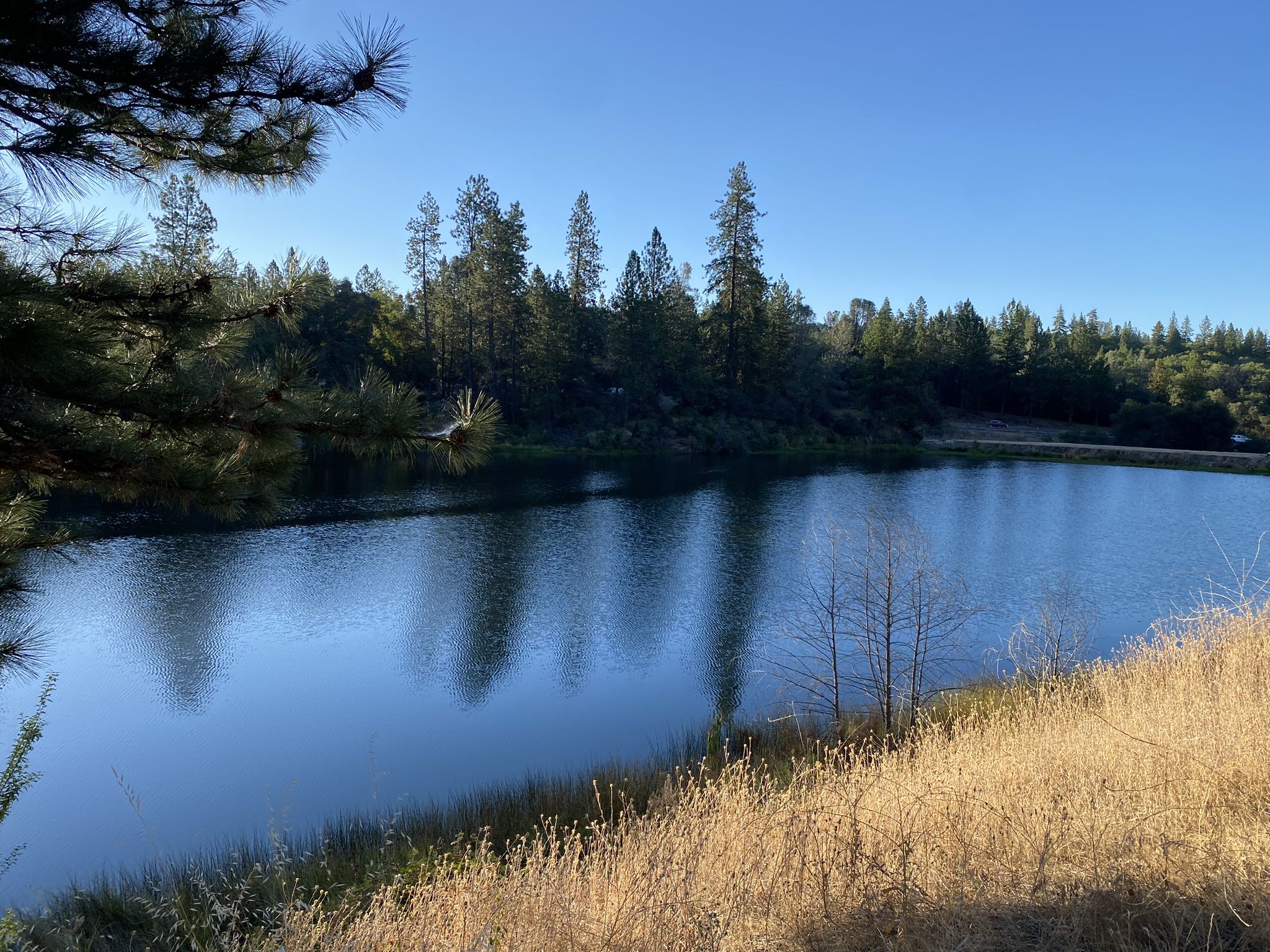 Calm lake reflecting pine trees under a clear blue sky. Dry grass in foreground. - North Fork loop
