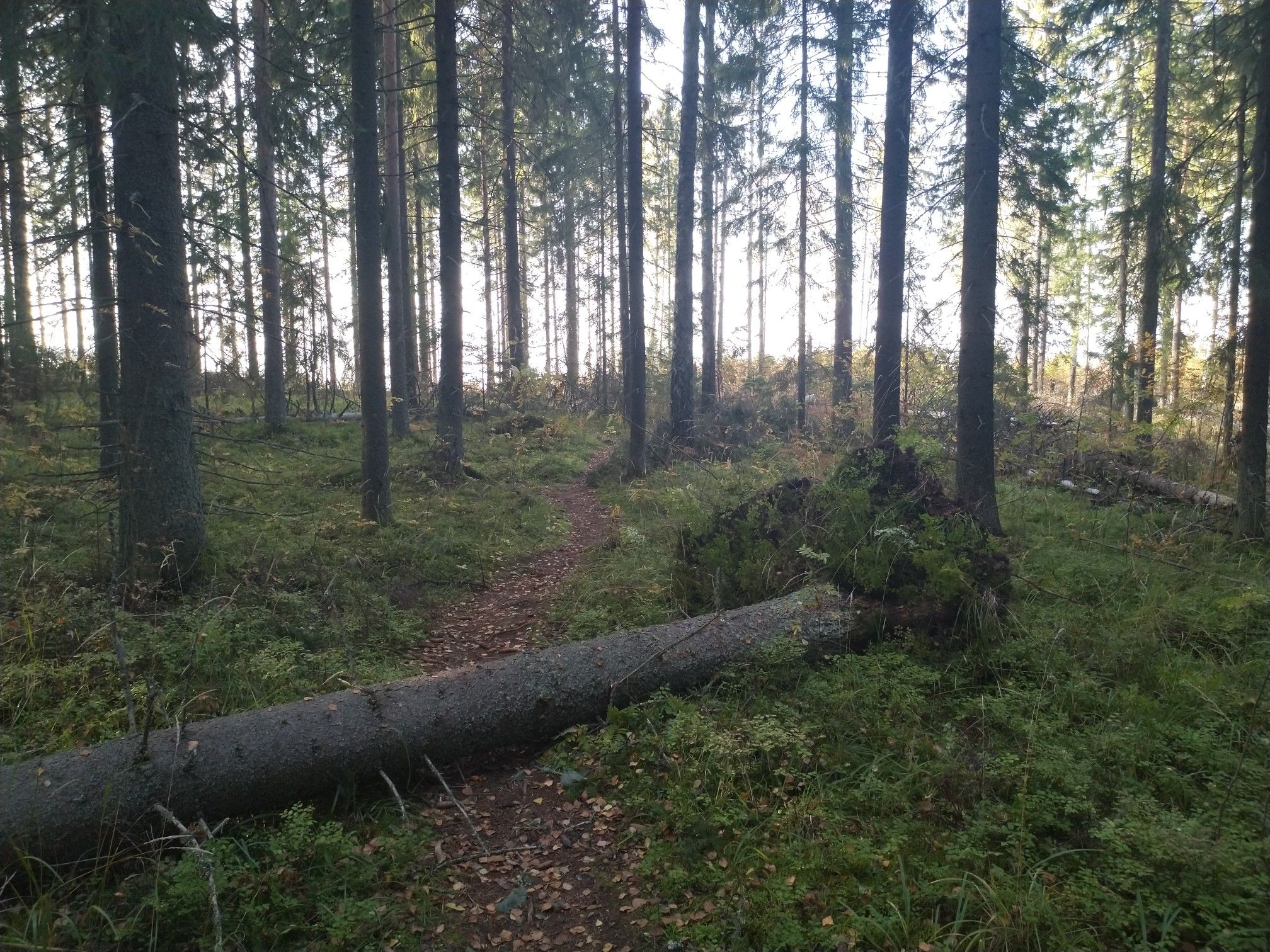 hike-your-bike over a few tree stumps ;)