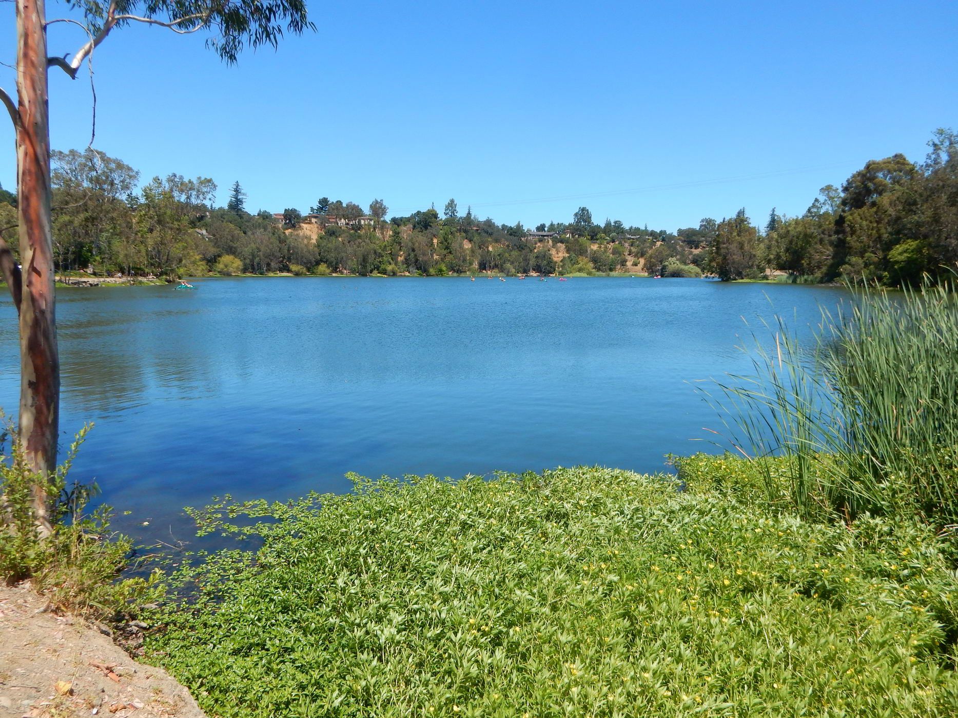 Bright blue lake with green foreground plants and distant tree-lined shores. - Mount Umunhum – Mount Umunhum loop from Oak Meadow