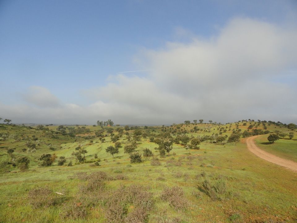 Amendoeira da Serra