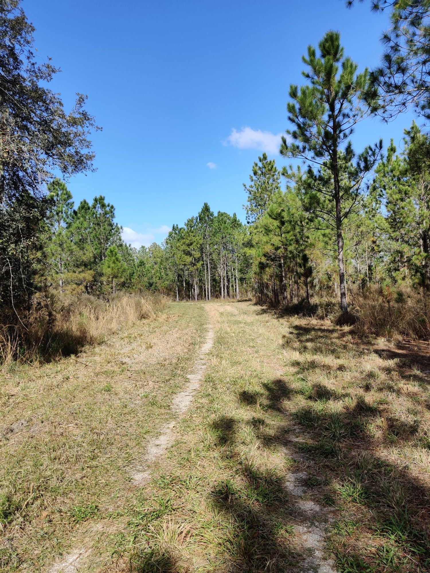 A sunny dirt path winds through a pine forest under a blue sky. - Cypress Creek Preserve lower loop