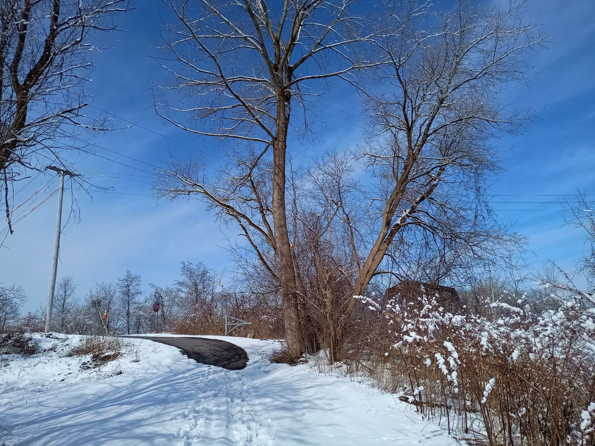 Sunny winter day with snow-covered path, large bare tree, and blue sky. - Utica Marsh Loop
