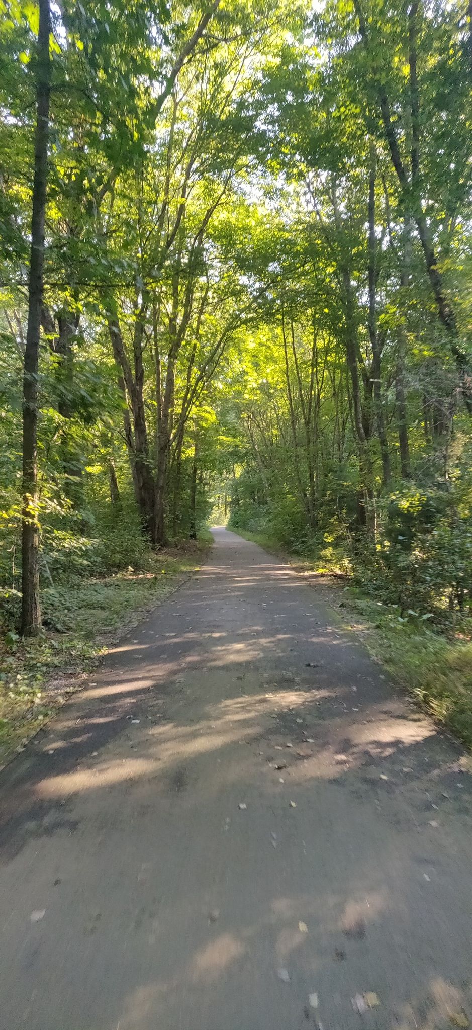 Paved path through a sunlit forest with dappled shadows. - Spy Pond – Vine Brook Path loop from Mary Cummings Park