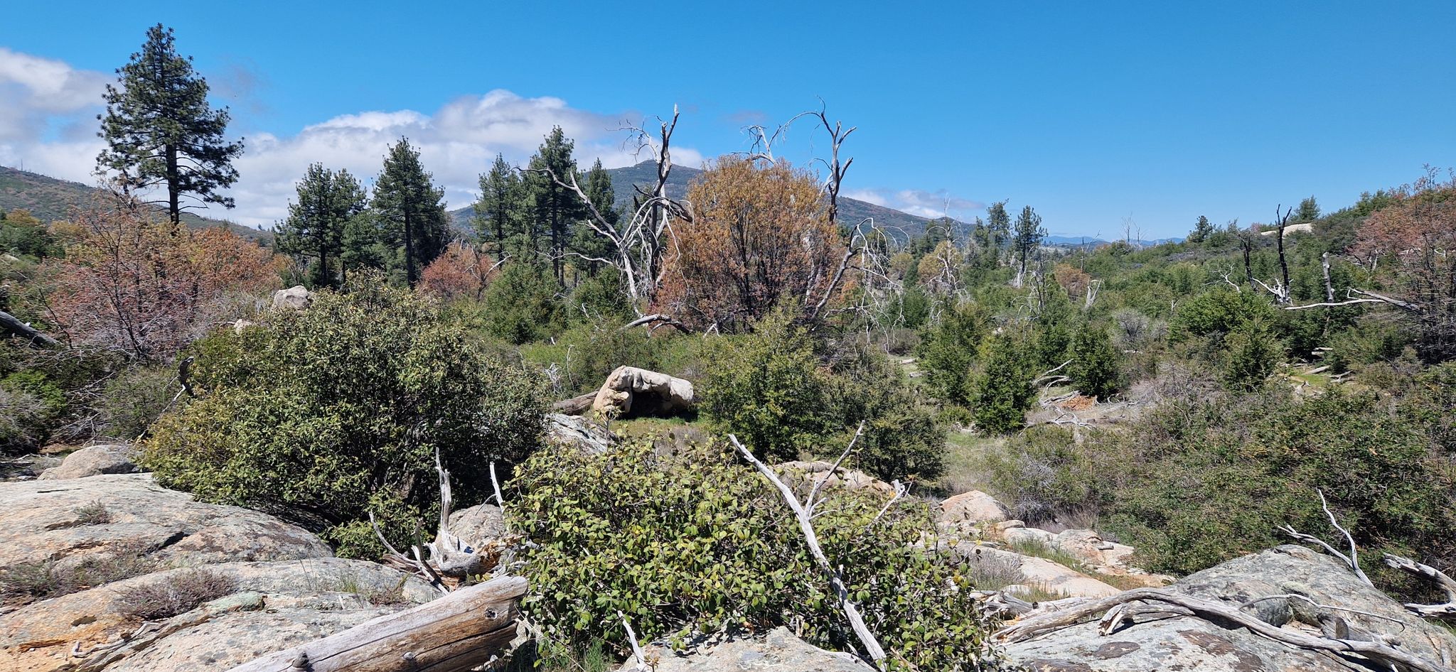 Sunny landscape with scattered pine trees, bushes, and rocky ground. - Stonewall Peak via Cold Stream and Stonewall Creek Loop