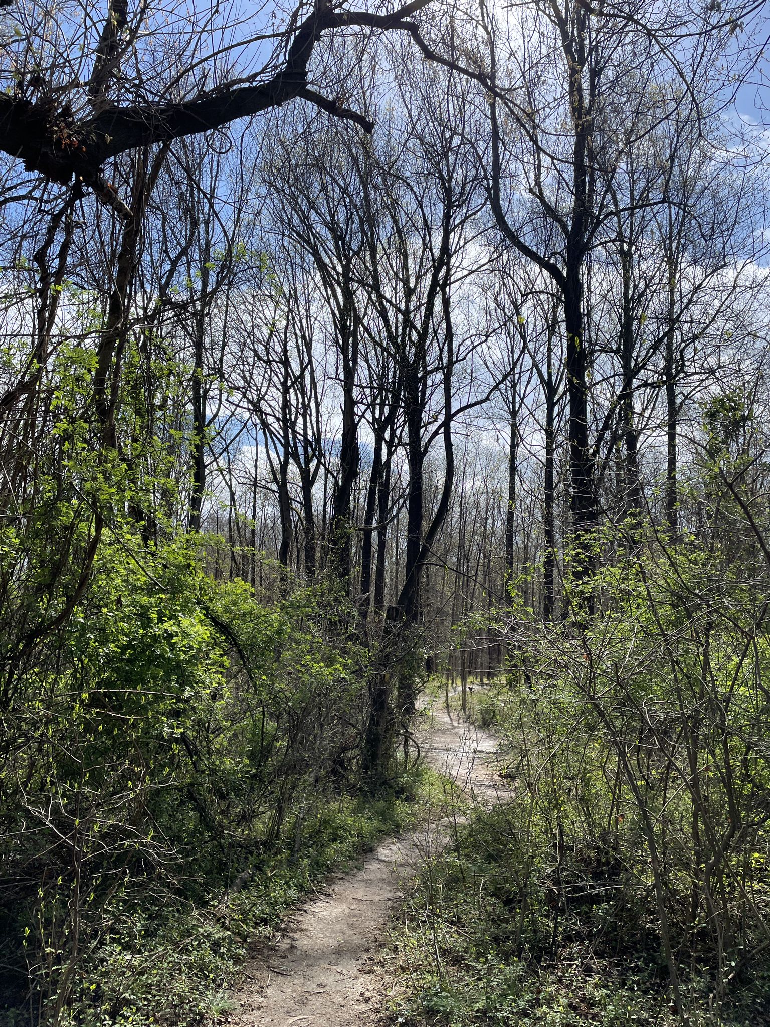 A sunlit dirt path winds through a forest with budding trees. - Cascade Falls, Morning Choice, and Ridge Trail Loop