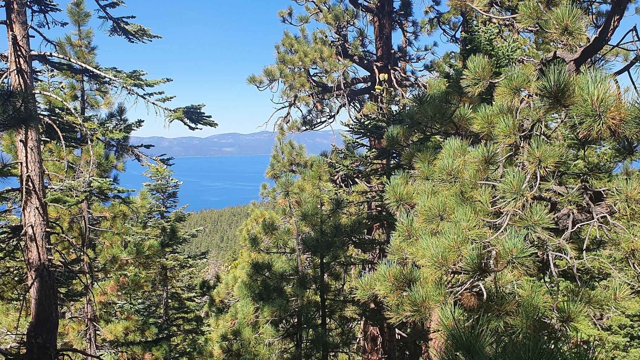 Pine trees frame a vast blue lake and distant mountains on a sunny day. - Castle Rock Loop Trail