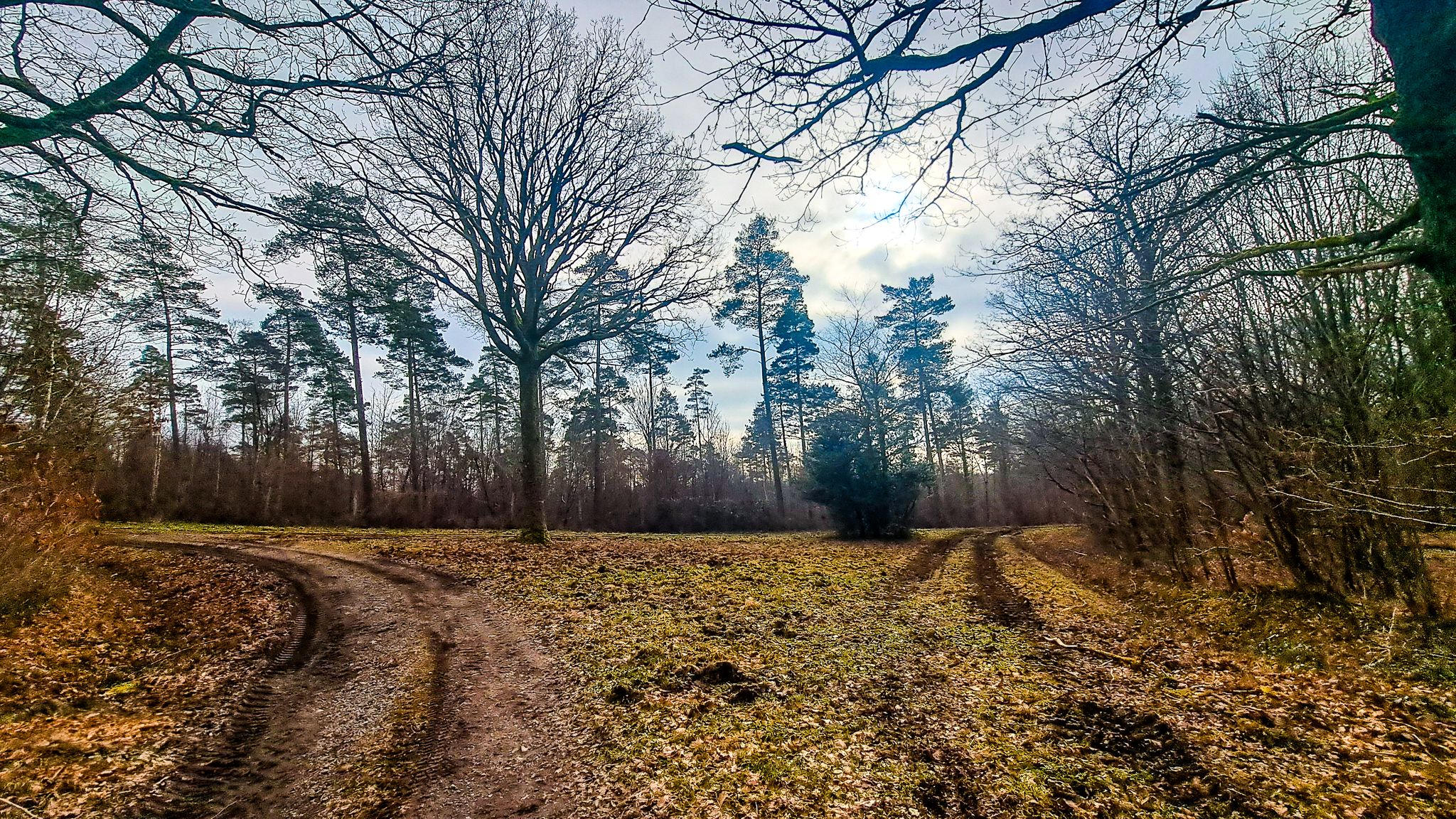 Alleenstaande eik