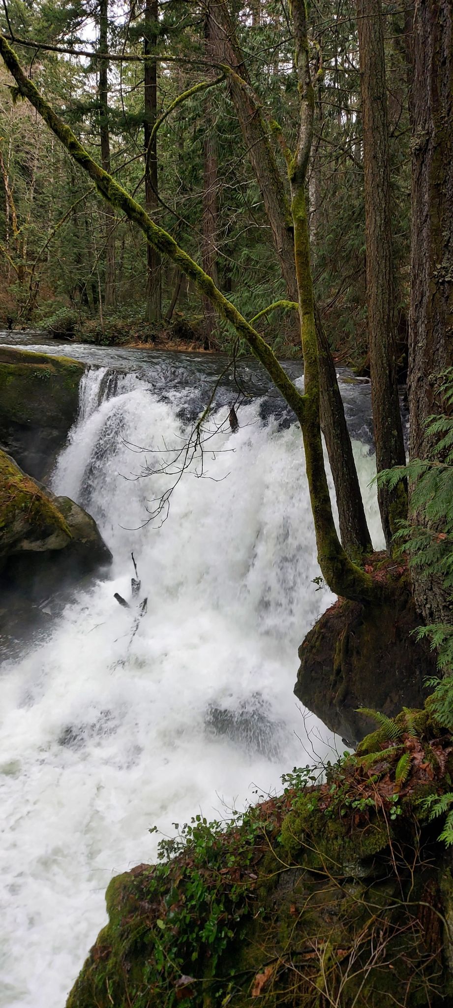 Rushing waterfall cascades over mossy rocks in a dense, green forest. - Railroad Trail – Whirlpool Falls loop from Geneva