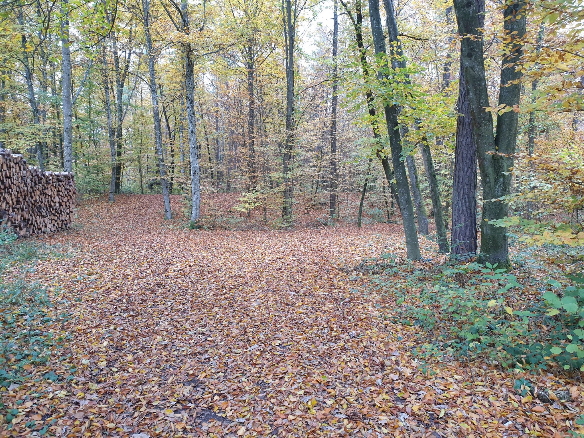 Waldweg km 3,64 rechts
