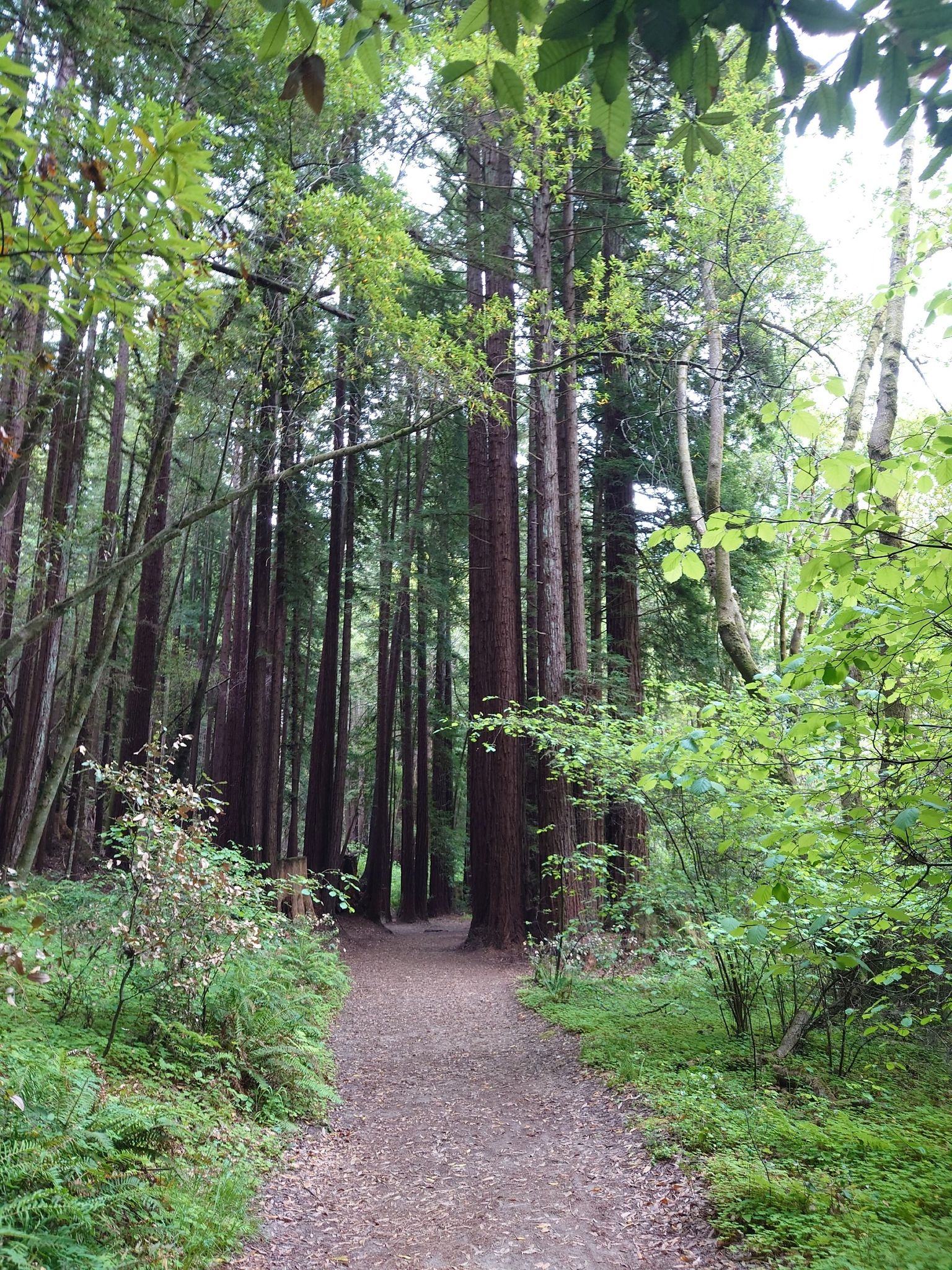 Dirt path winding through a dense, green forest with tall trees. - Cowell-Wilder Regional Trail