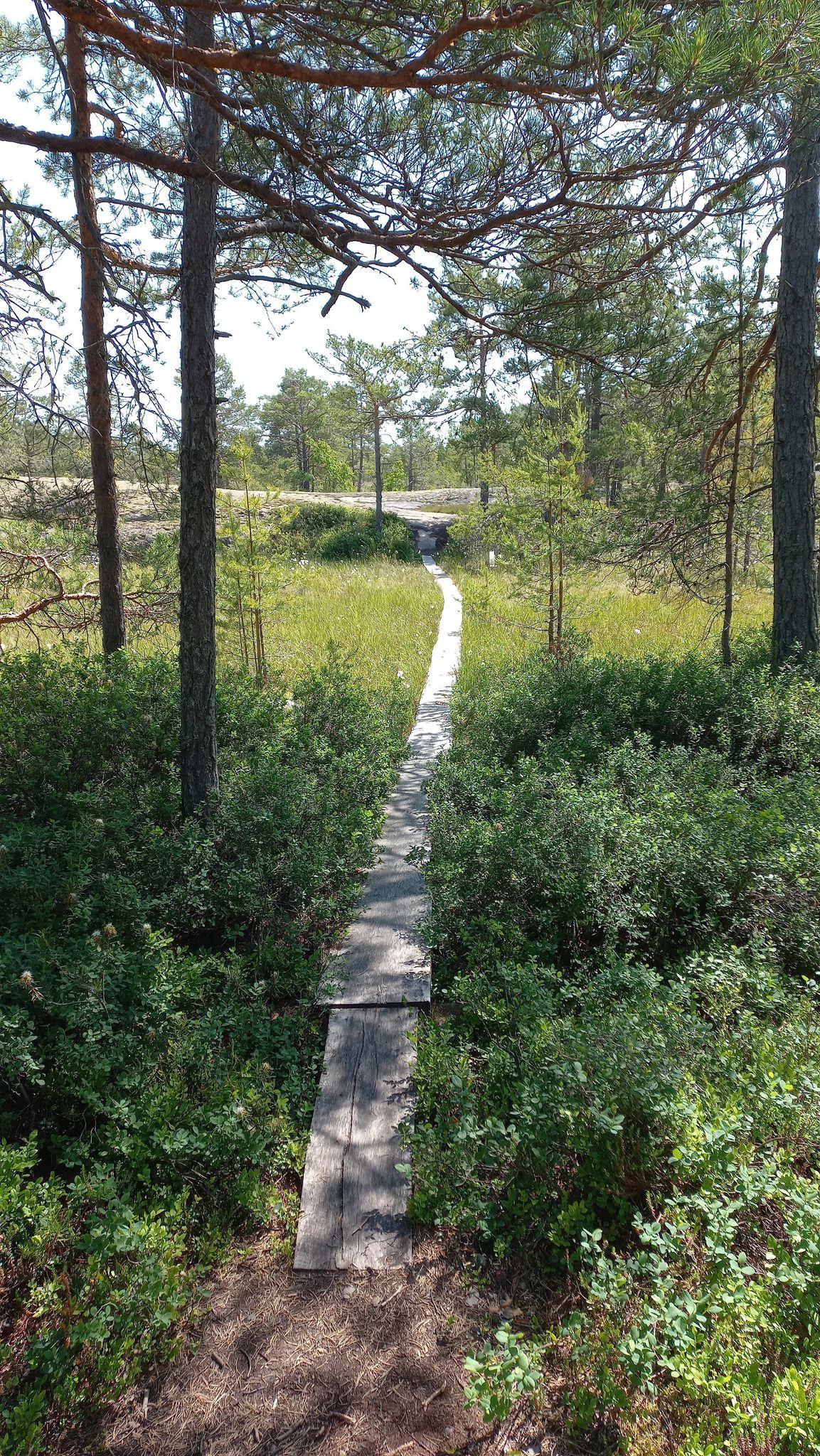 nice bog