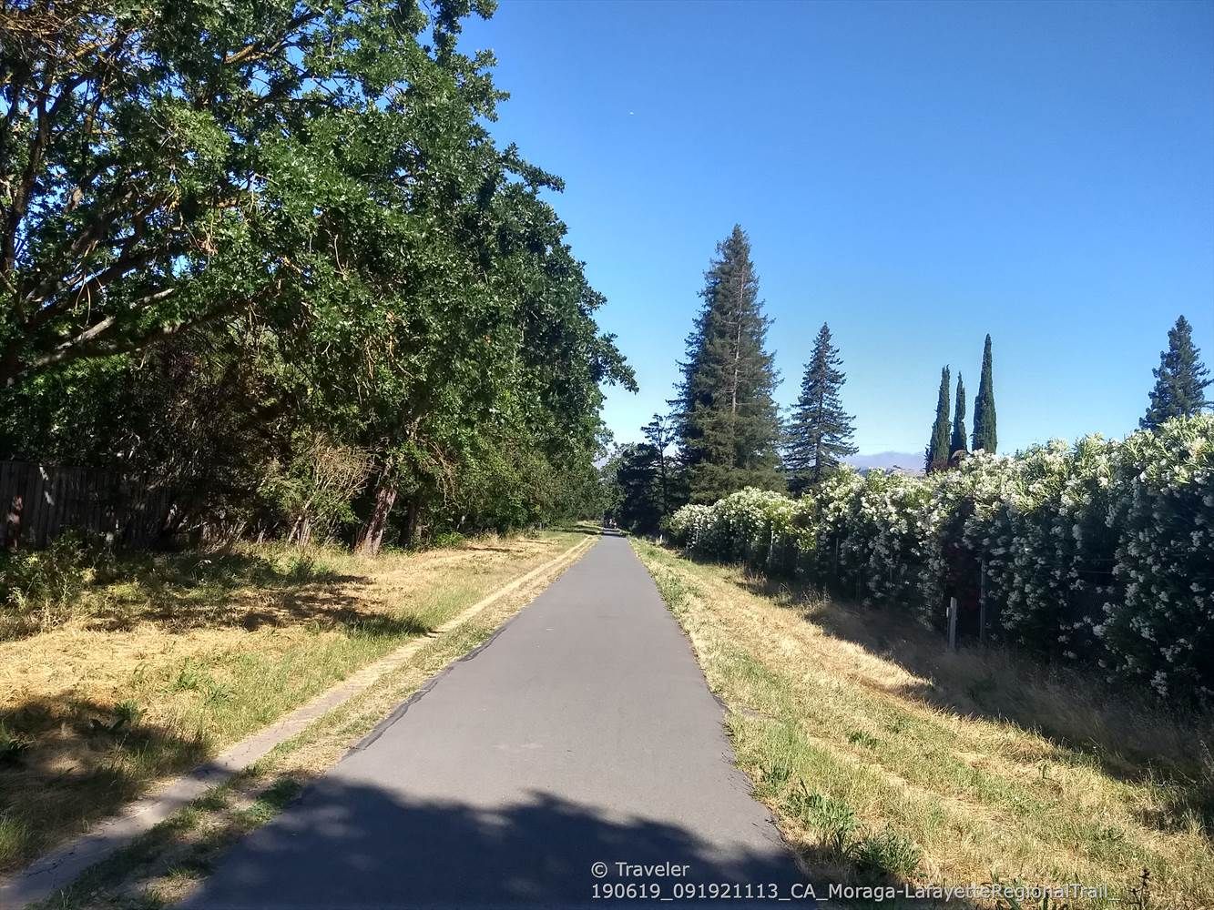 Paved path lined with green trees and bushes under a clear blue sky. - Lafayette-Moraga Regional Trail