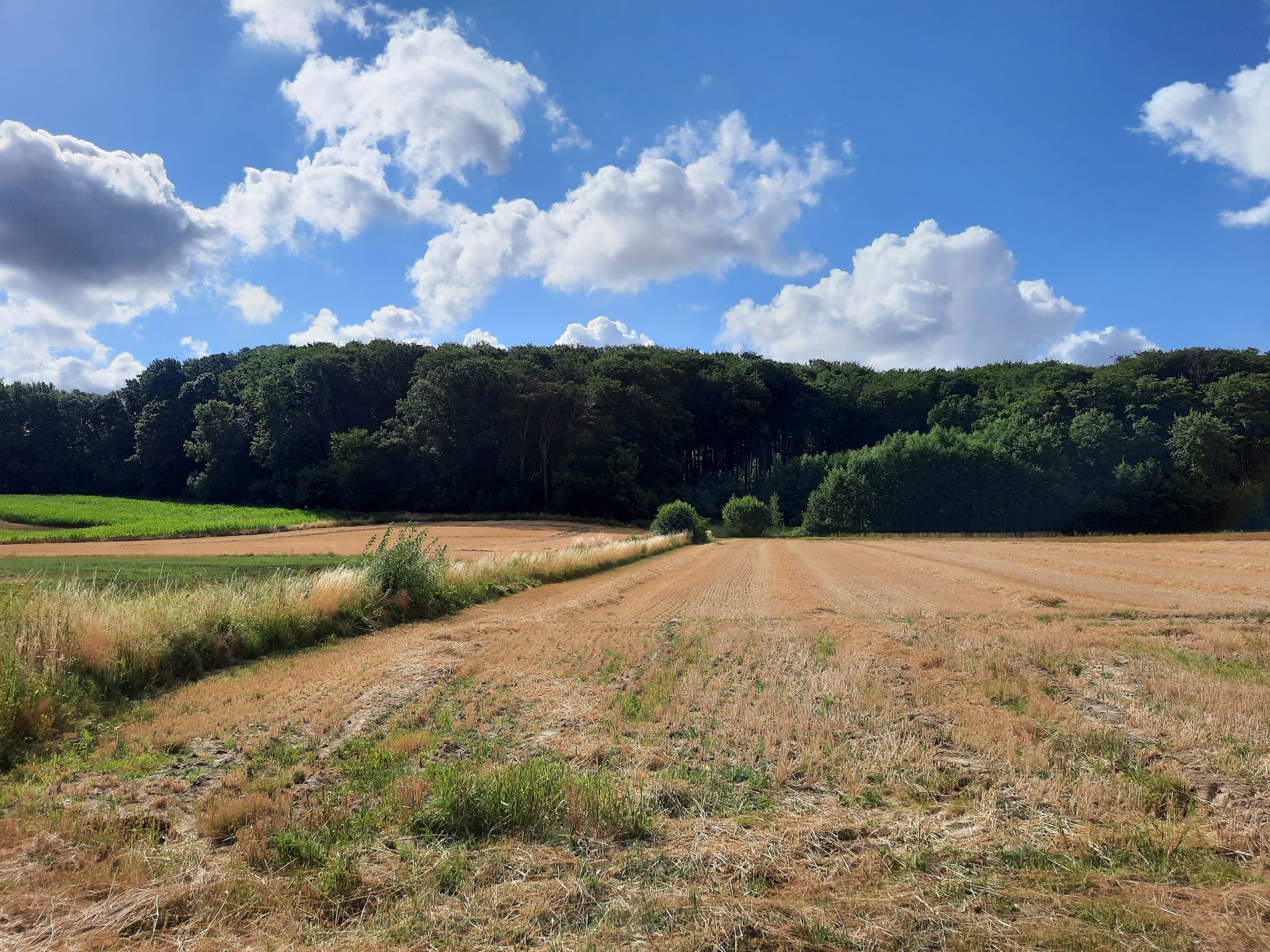 Koppenbergbos