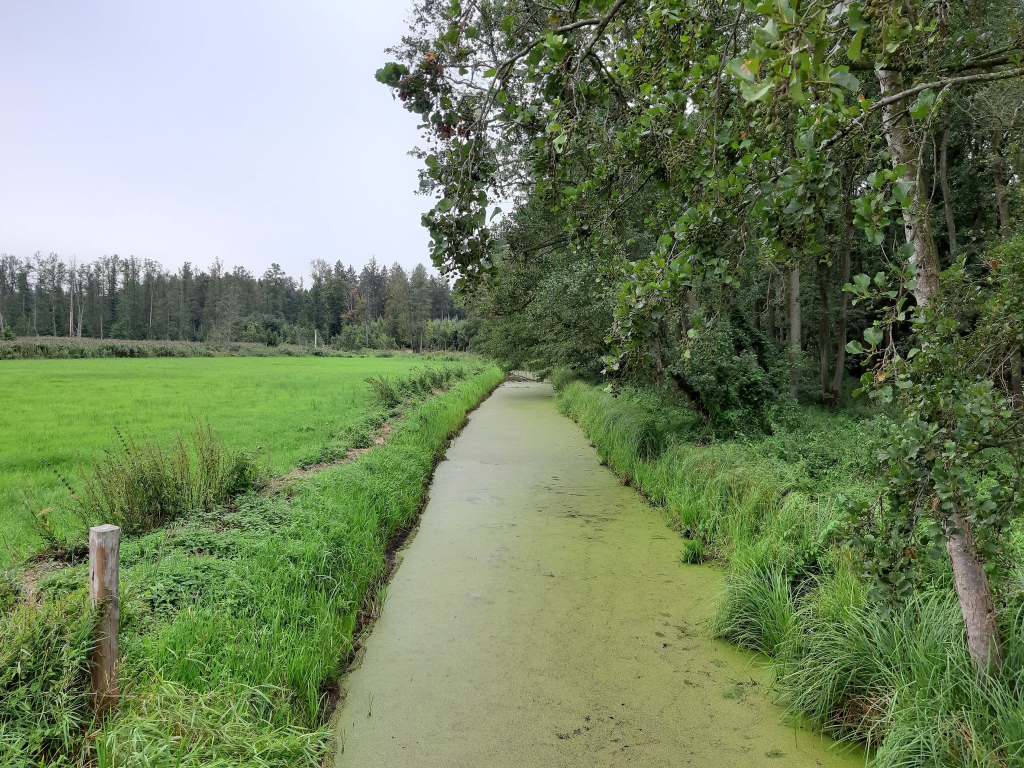 Ziese am Rand der Netzebander Heide
