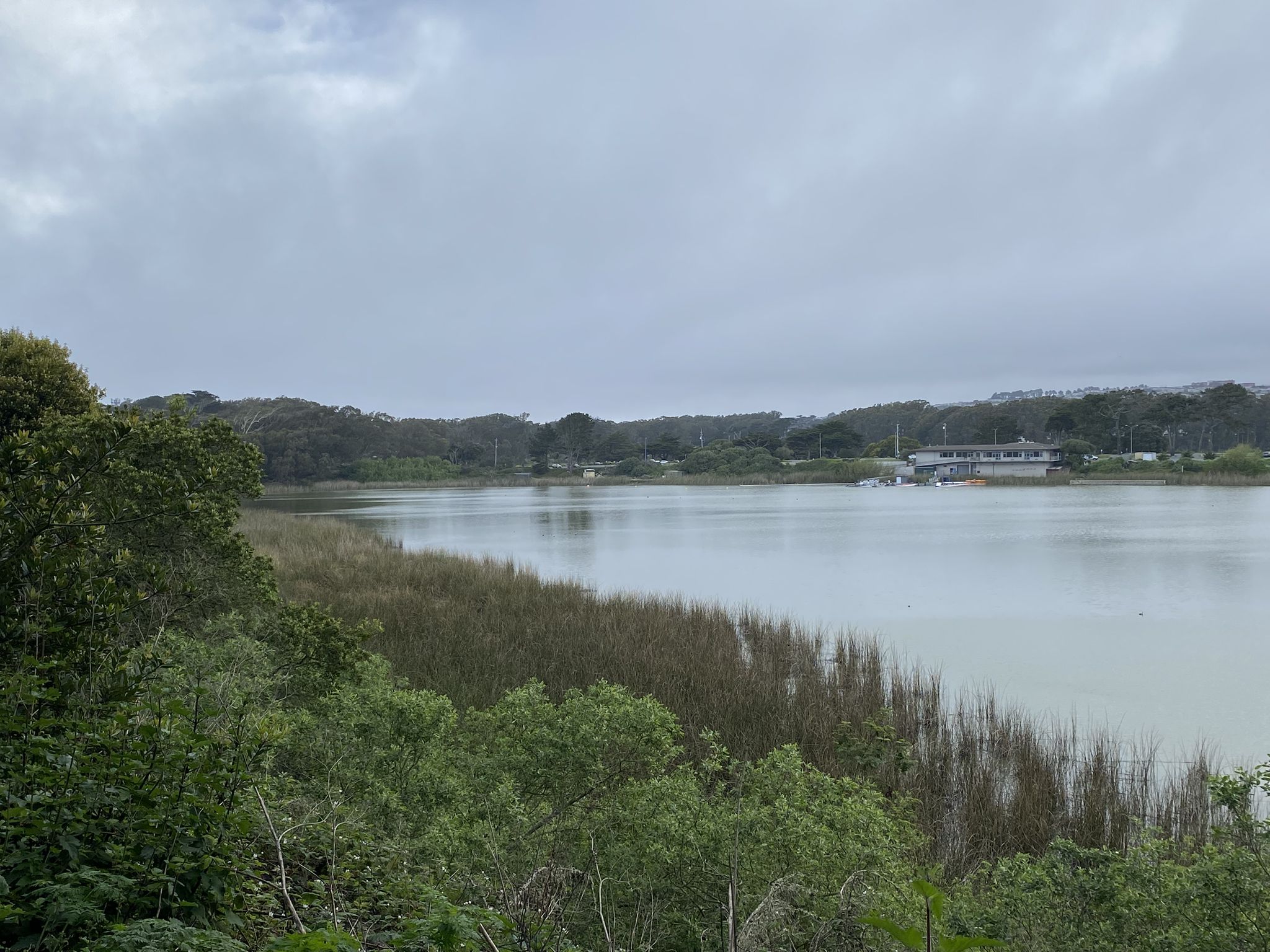 Calm lake bordered by tall reeds and dense green trees on an overcast day. - Lake Merced Bike Path, Centennial Trail & Sister Cities Park Trail loop