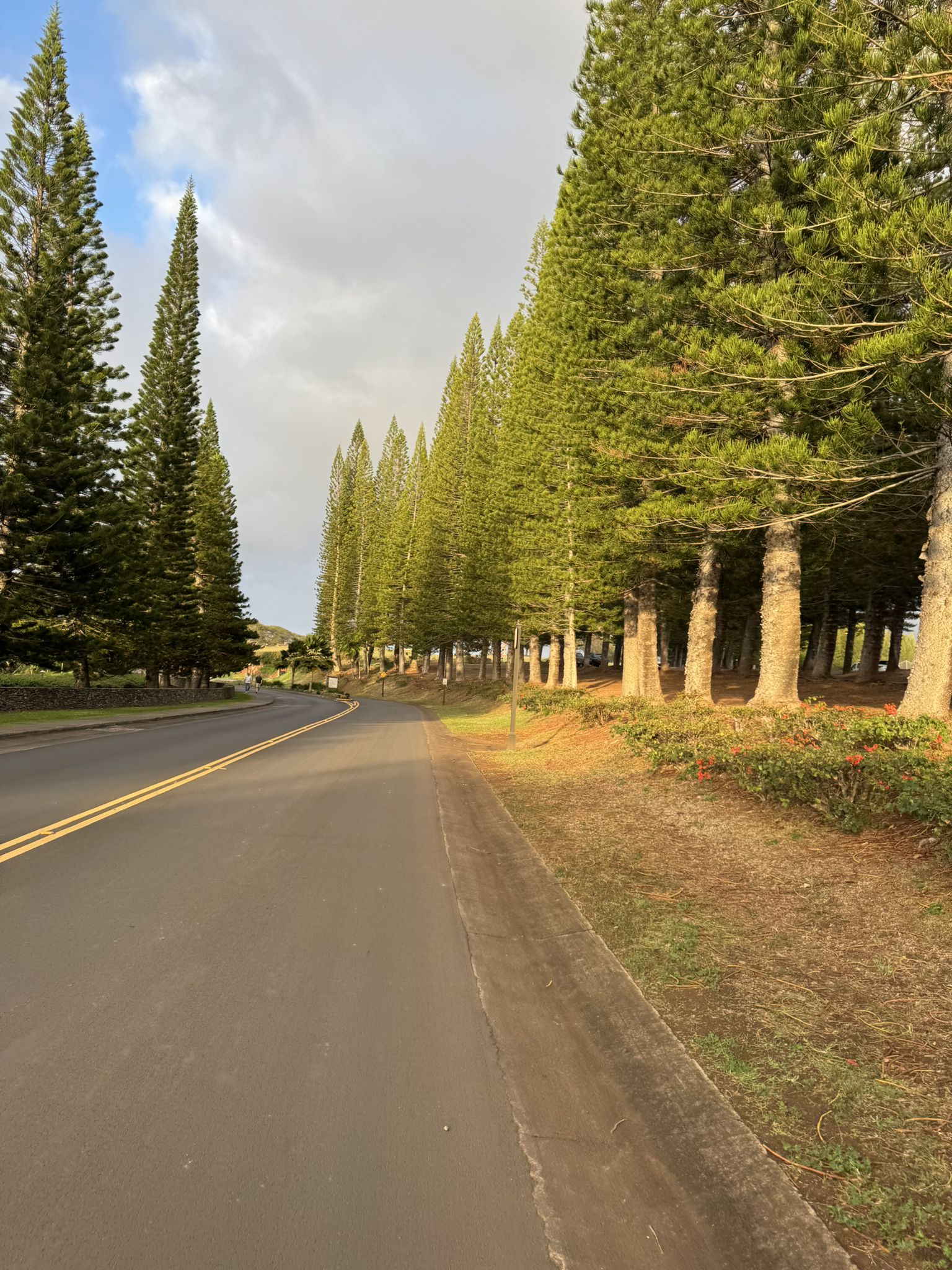 A paved road lined with tall, slender evergreen trees under a bright sky. - Kapalua – Kaanapali Beach loop from Sugar Cane Train Lahaina Station Turntable