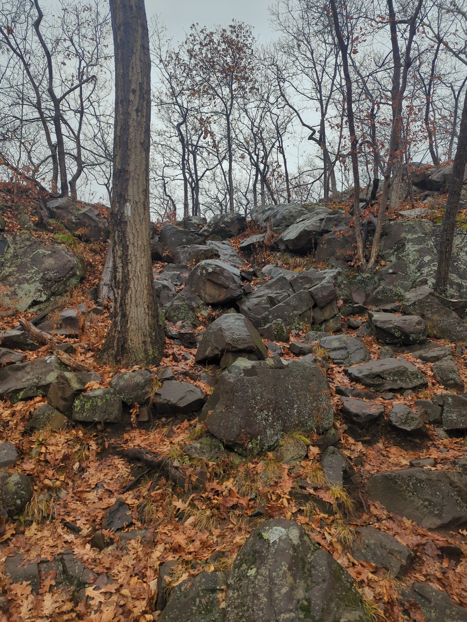 Rocky, steep trail through a bare winter forest, overcast. - Bare Mountain loop from Bare Mountain