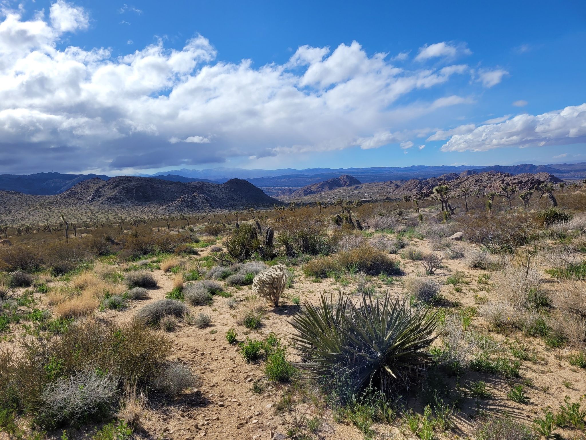 Expansive desert landscape with sparse vegetation, distant mountains, and a cloudy sky. - Bigfoot and Panorama Loop