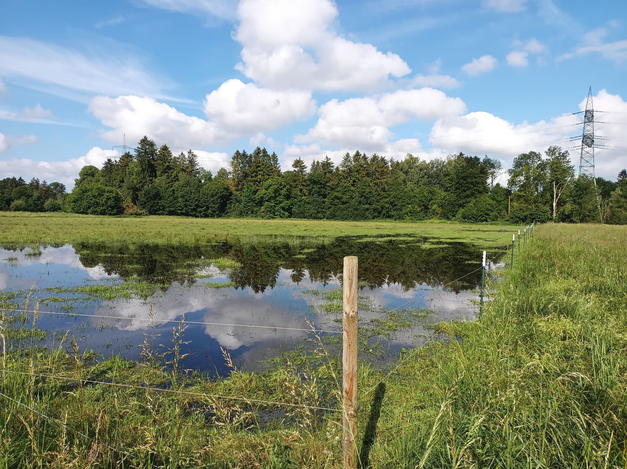 Seeweide