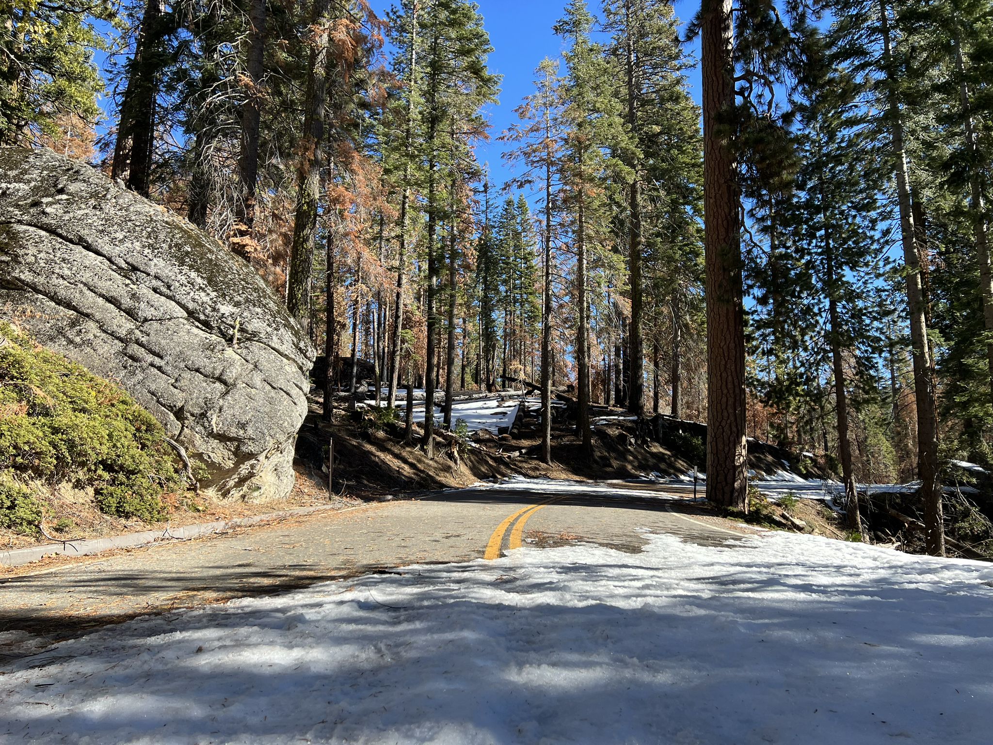 Snowy road winding through a forest with tall pine trees and a large rock. - Washburn Trail